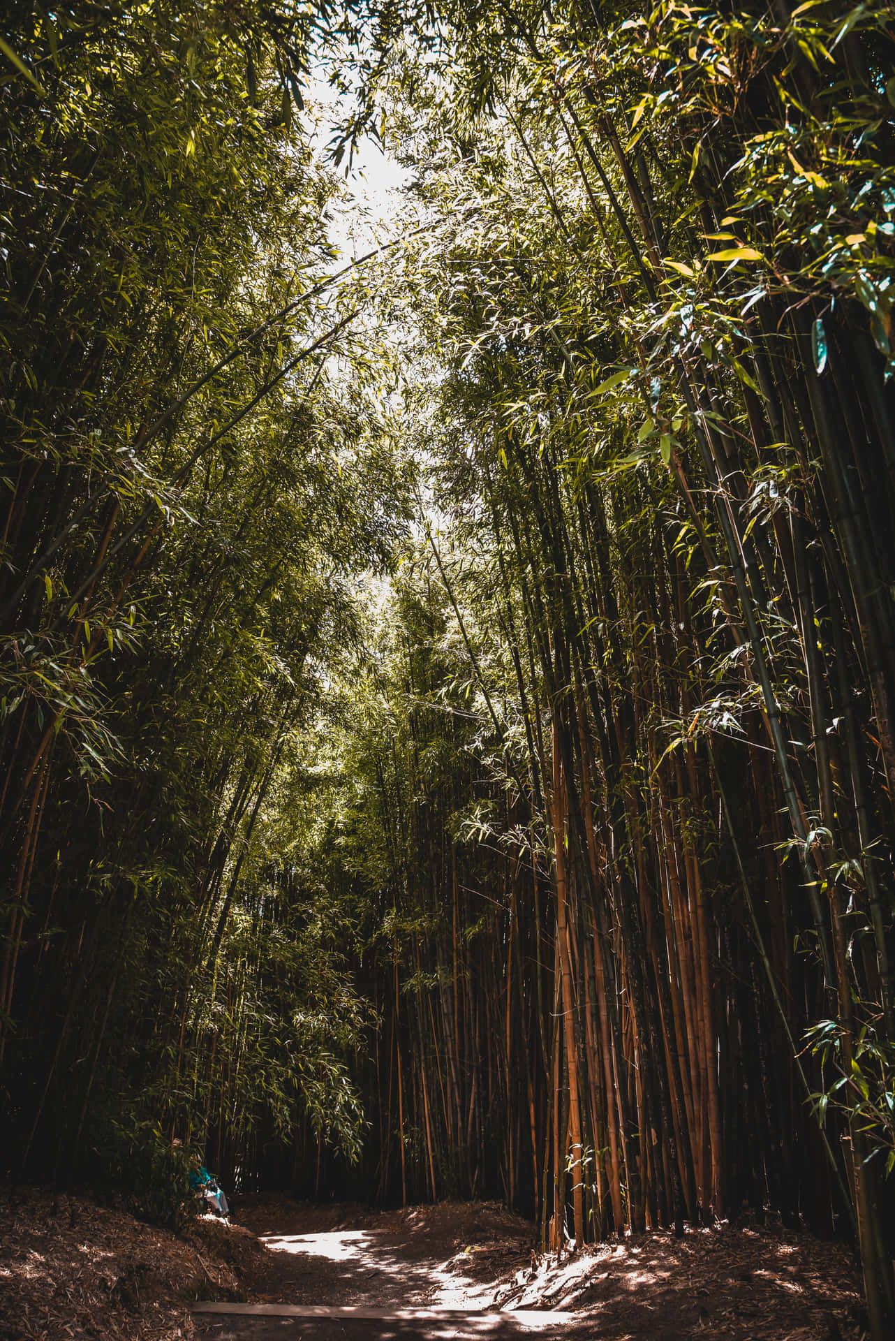 Bosquede Bambú Escondido Fondo de pantalla