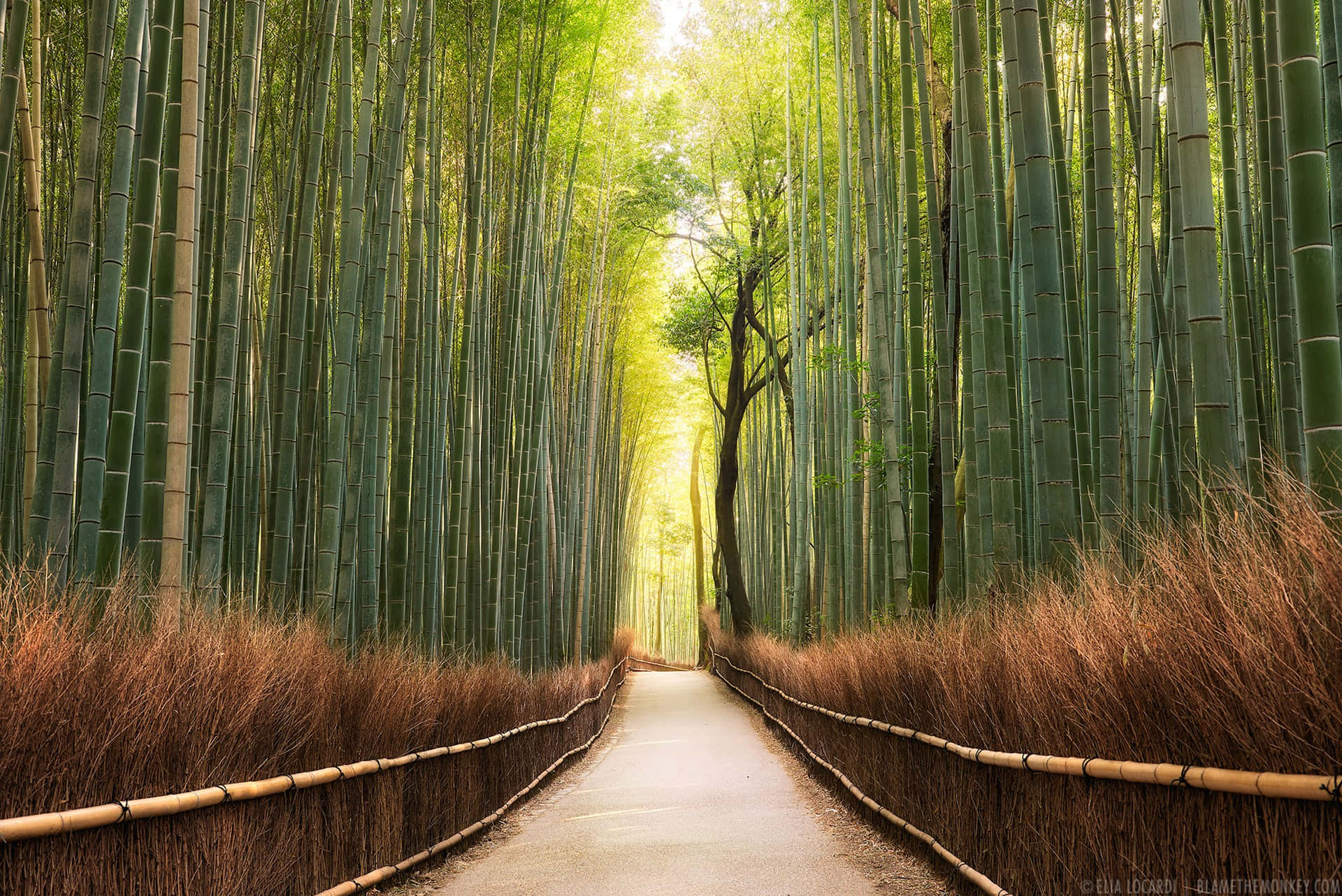 Caminodel Bosque De Bambú Con Hierba Seca. Fondo de pantalla