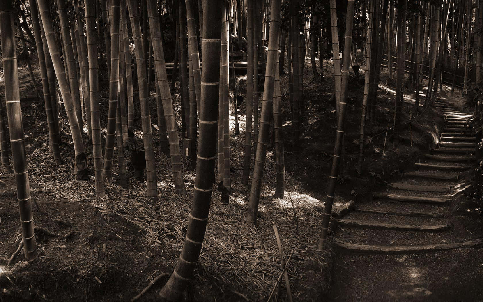 Gå tabt i skønheden af ​​bambusskoven tapet! Wallpaper
