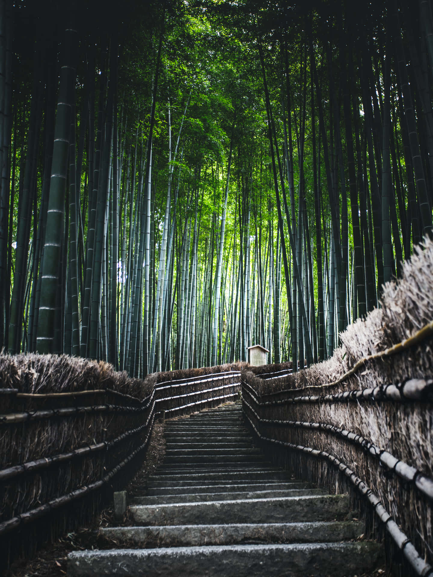 Senderode Escaleras En El Bosque De Bambú. Fondo de pantalla