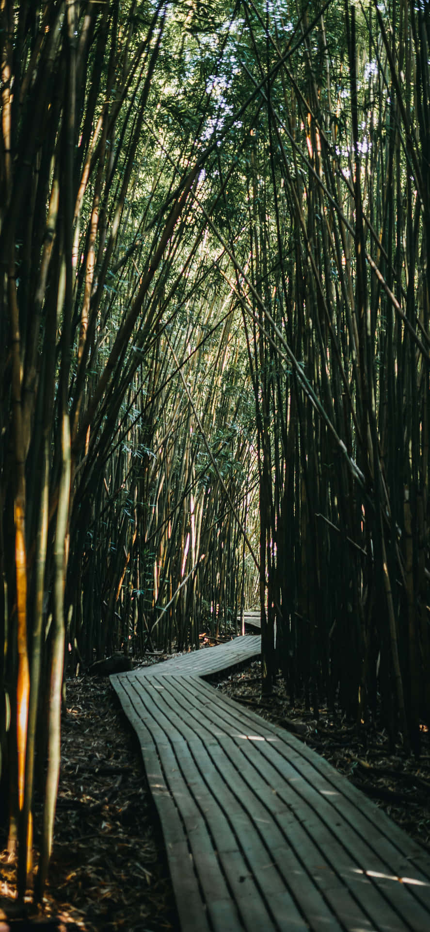 Largocamino De Bosque De Bambú Con Tablas De Madera Fondo de pantalla
