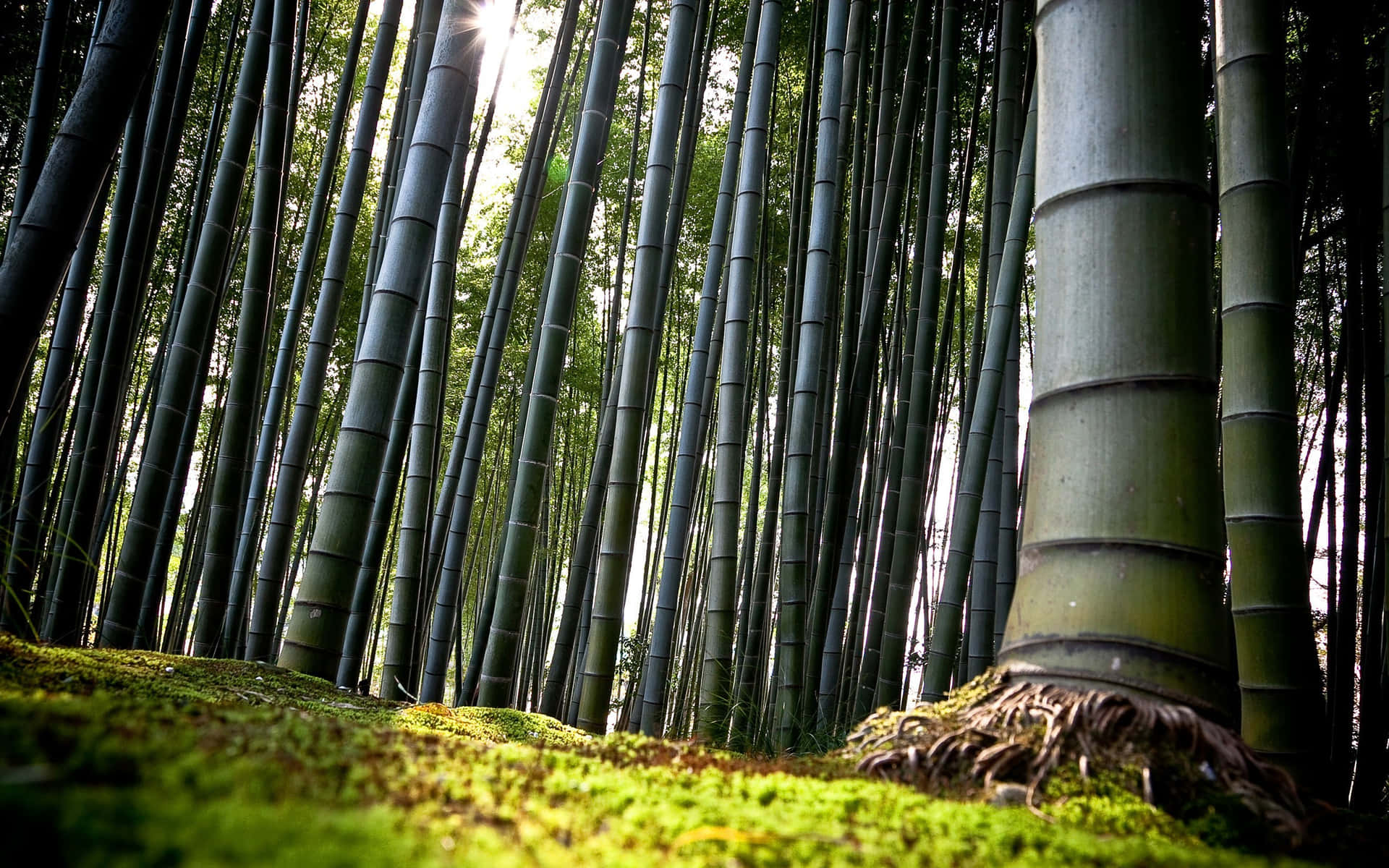 Numerous Bamboo Forest Trees Wallpaper