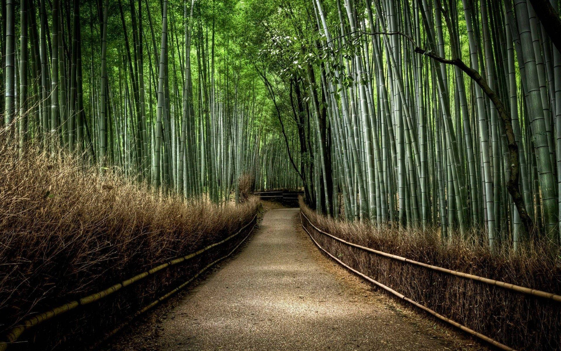 Bamboo Forest Background Wallpaper