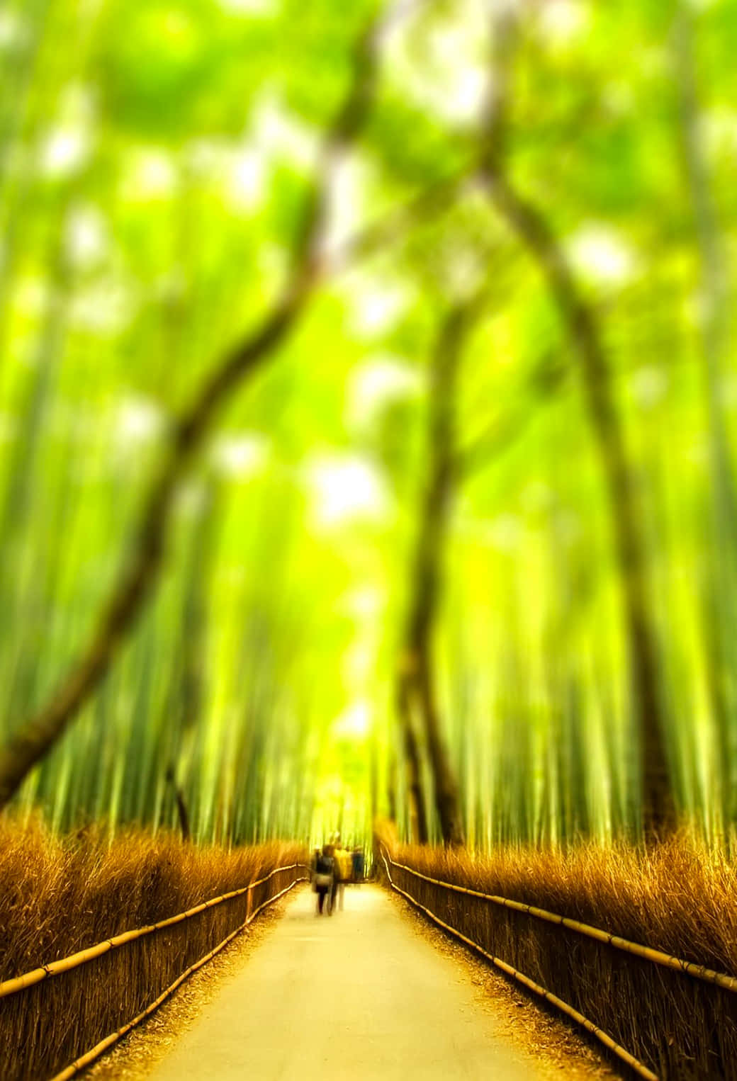 Senderoborroso Del Bosque De Bambú Fondo de pantalla