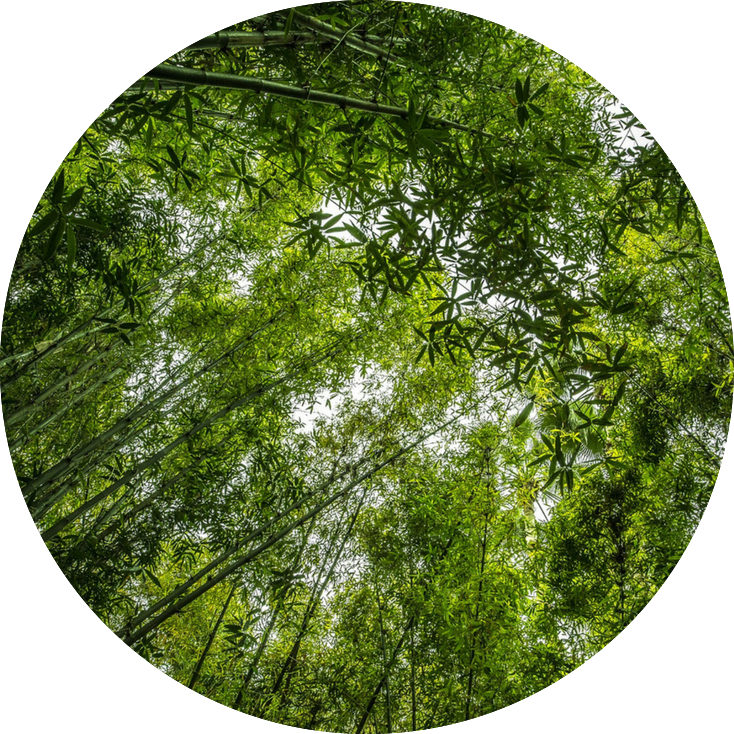 Bamboo Forest Canopy View.jpg PNG