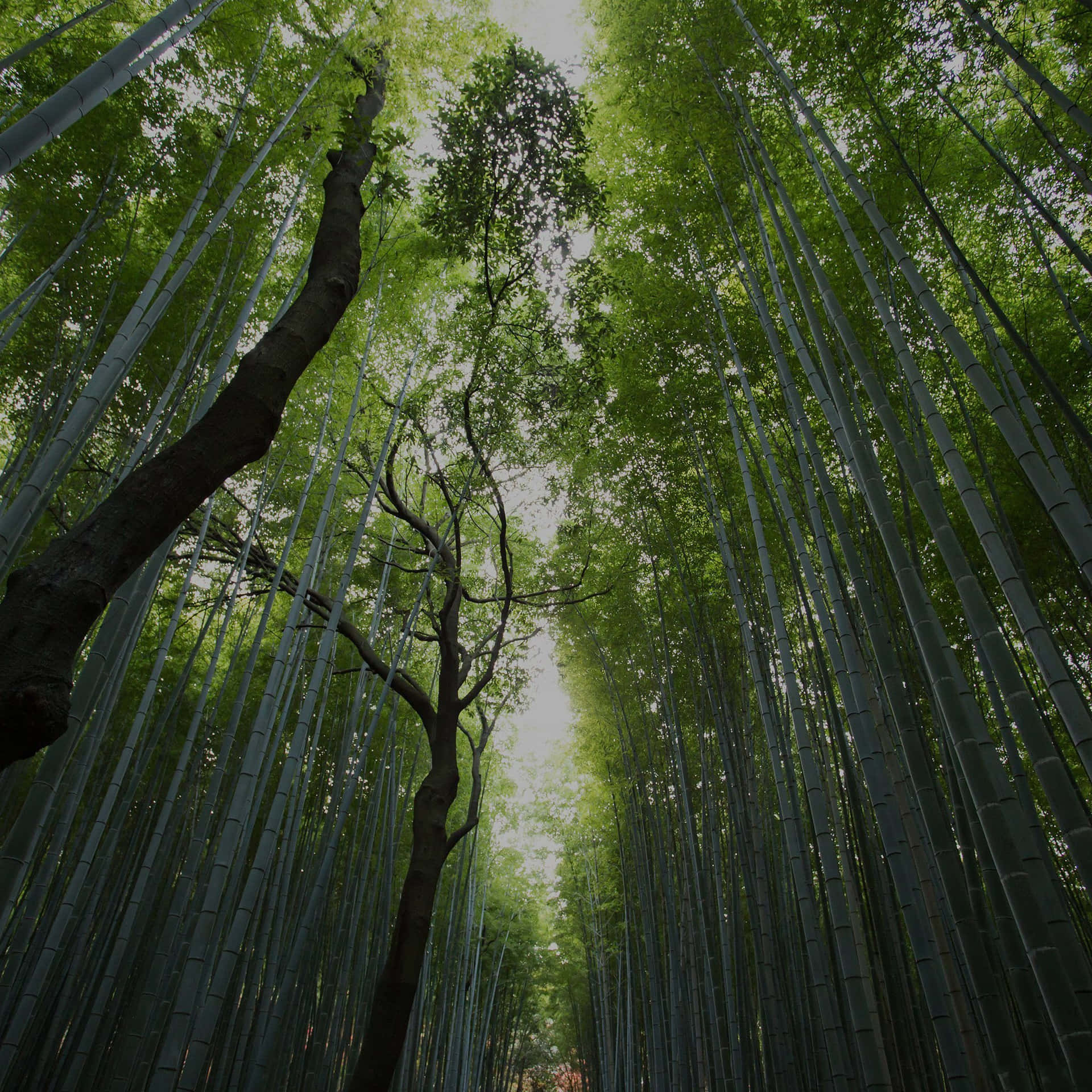 Bamboo Forest Canopy View Wallpaper