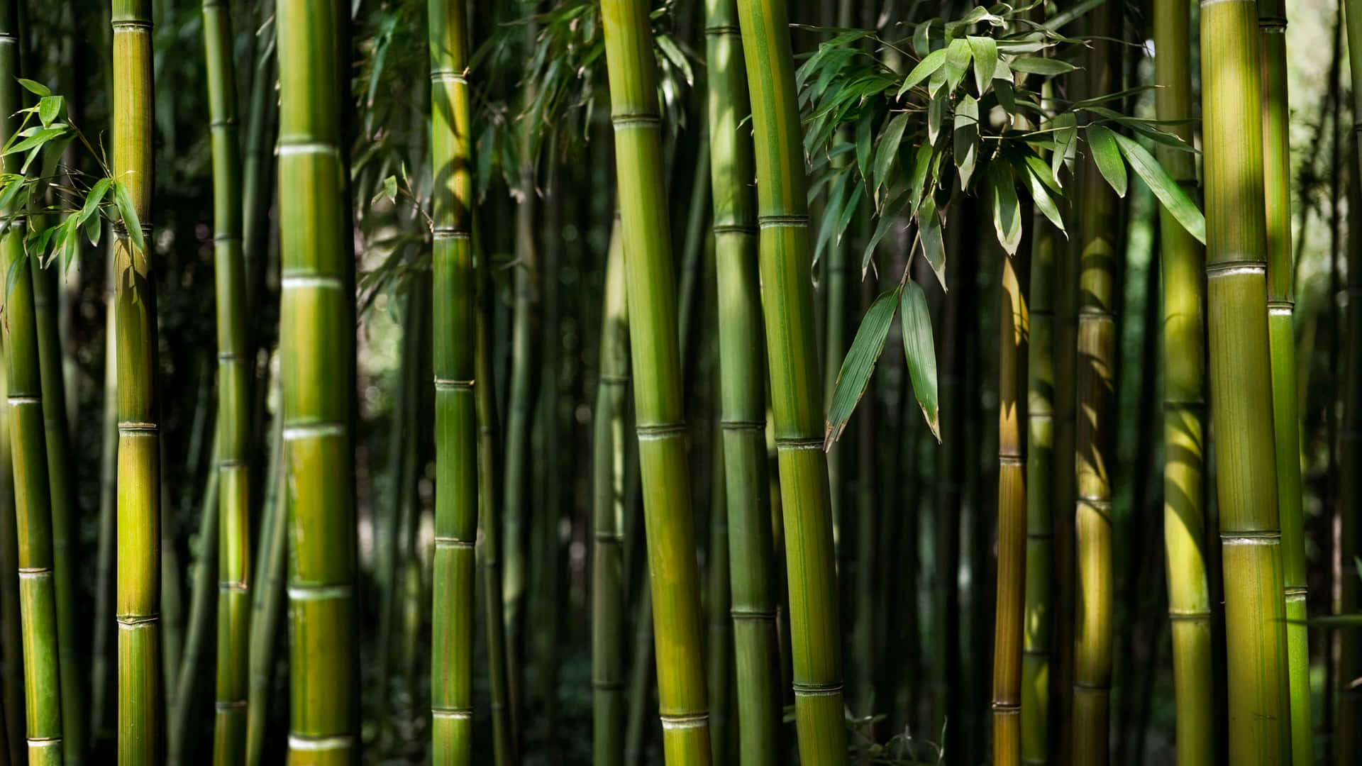 Slap af og genopfrisk i en majestætisk bambusskov. Wallpaper