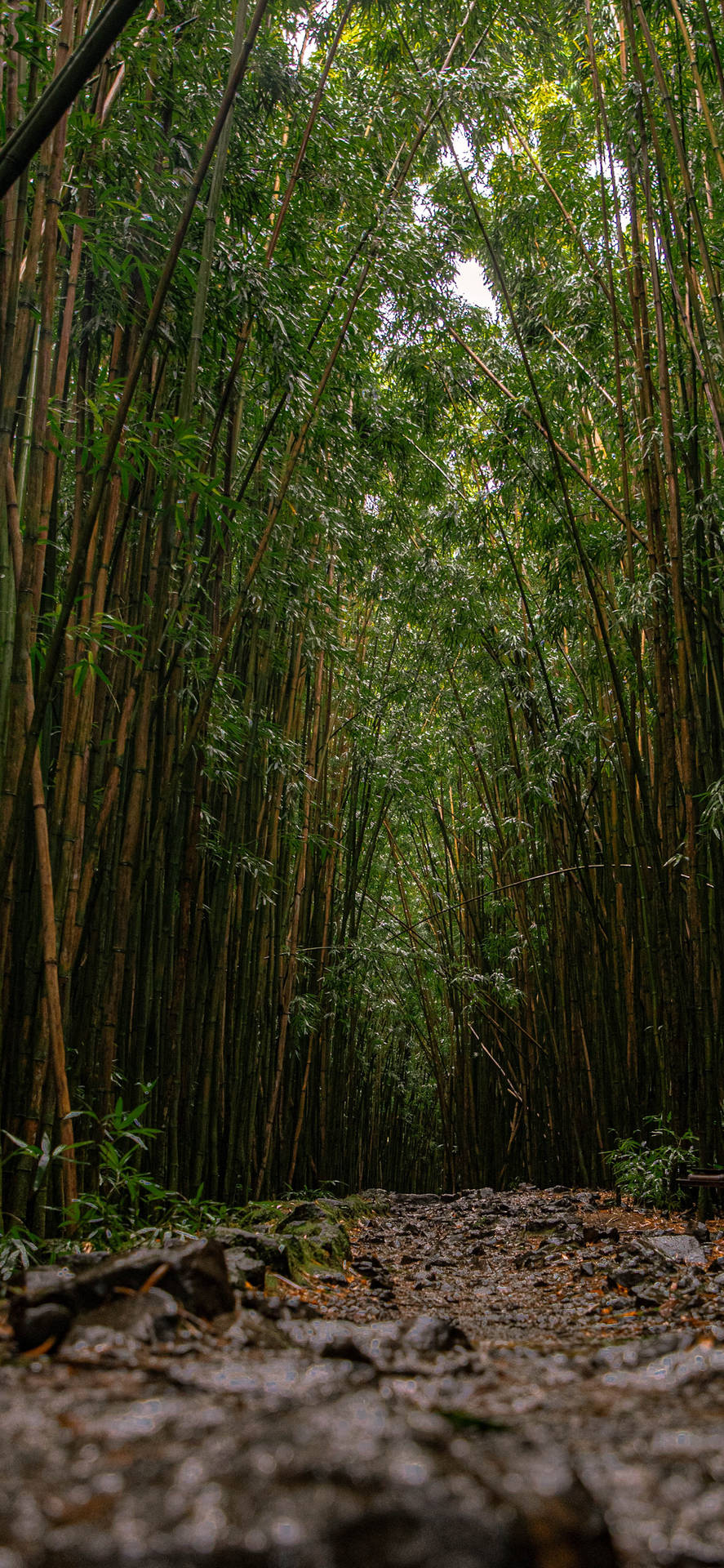 Wallpaper: Bambus skovgulv IPhone Tapet Wallpaper
