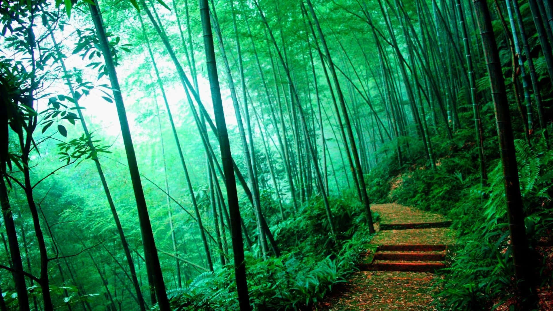 Bosquede Bambú Brumoso Fondo de pantalla