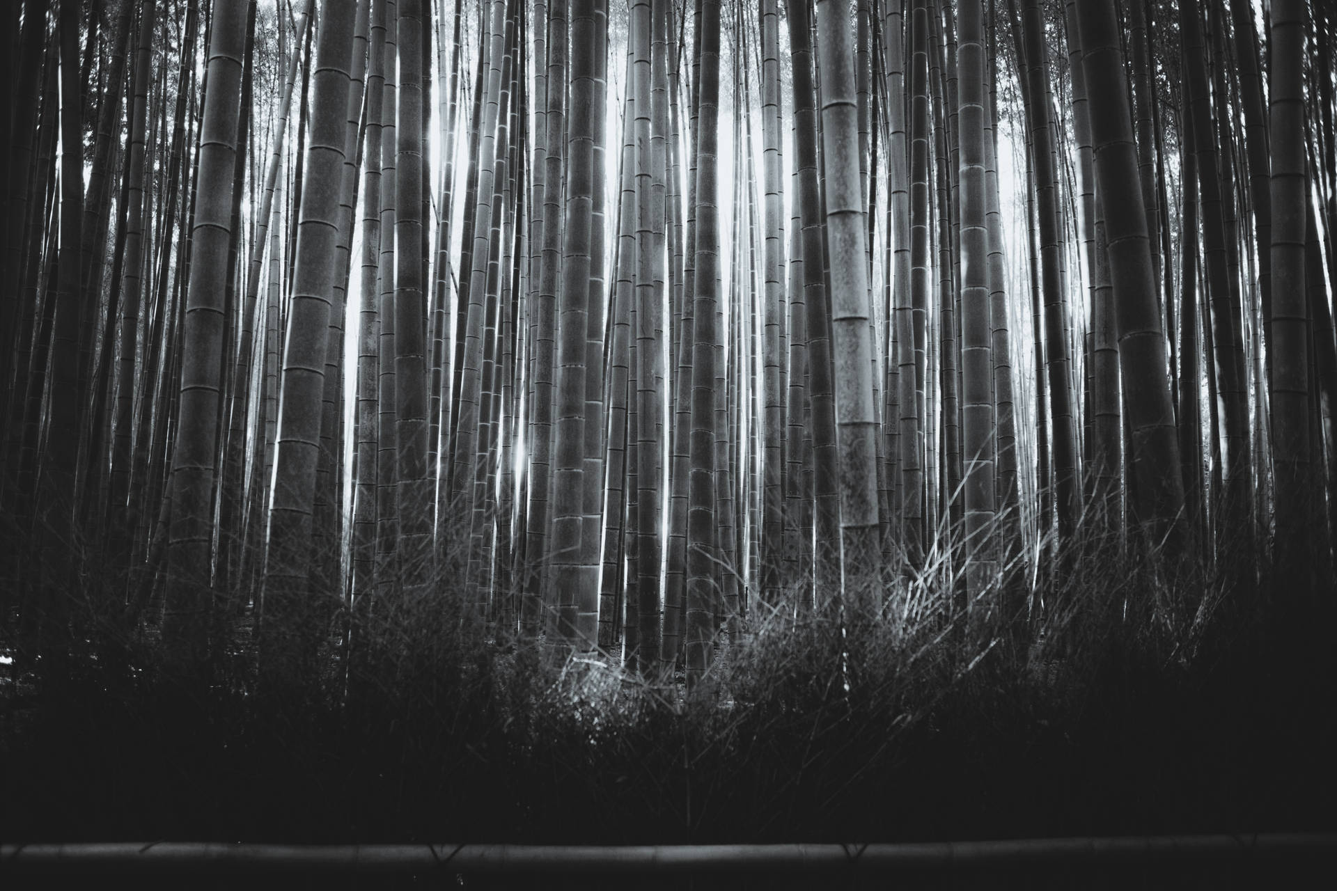 Bamboo Forest In Grayscale