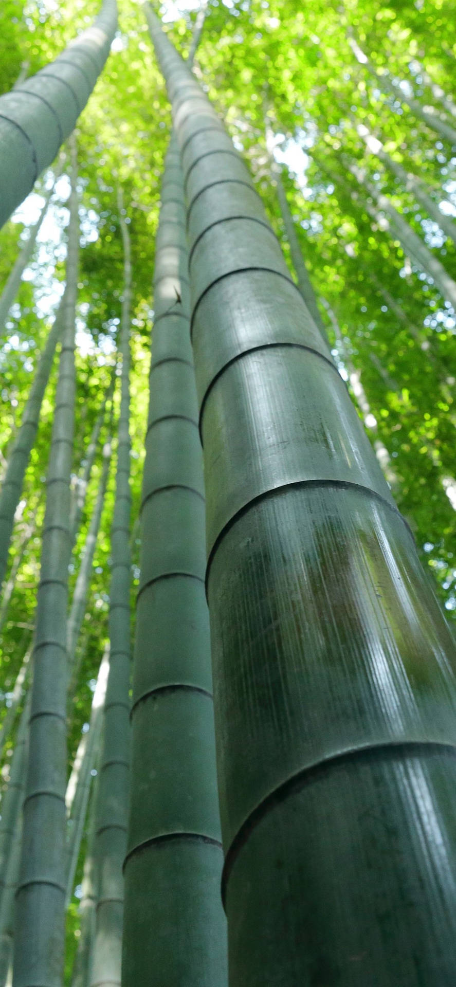 Bambuskogiphone-stolpe Närbild. Wallpaper