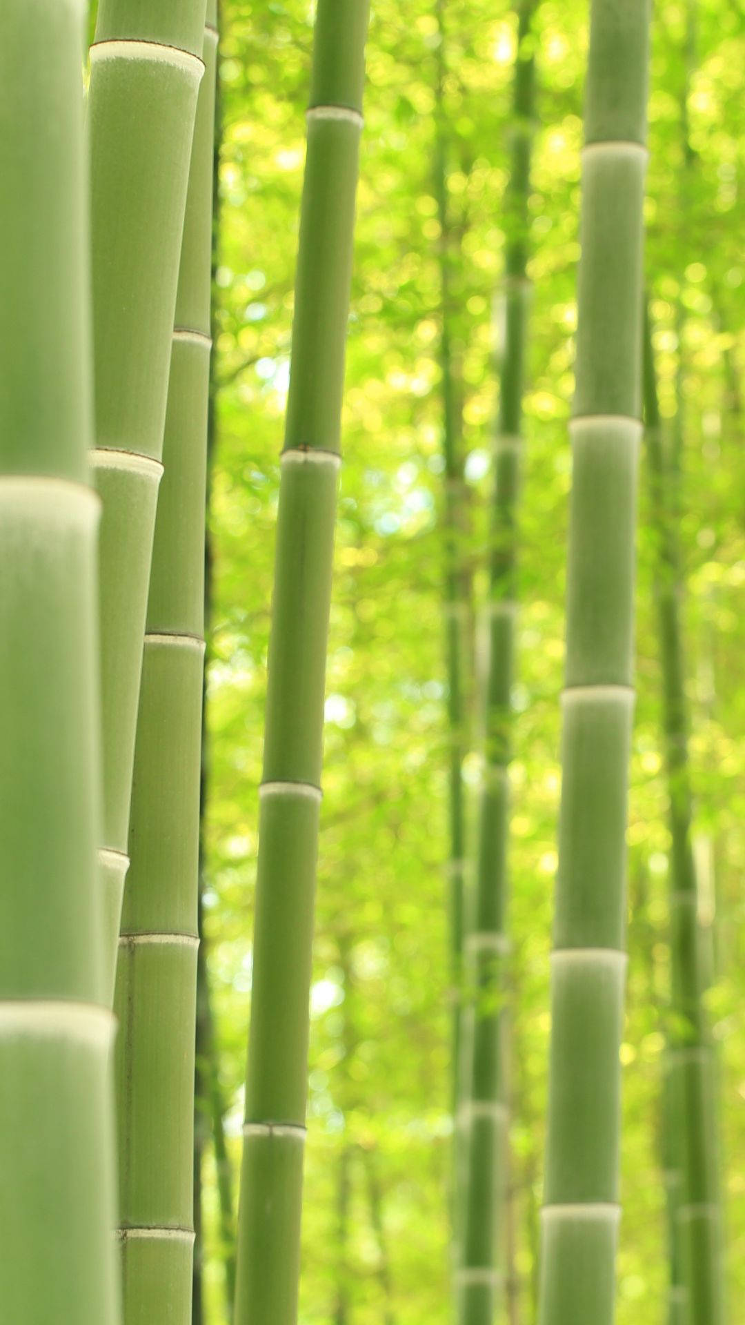 Bamboo Forest iPhone Poles Wallpaper