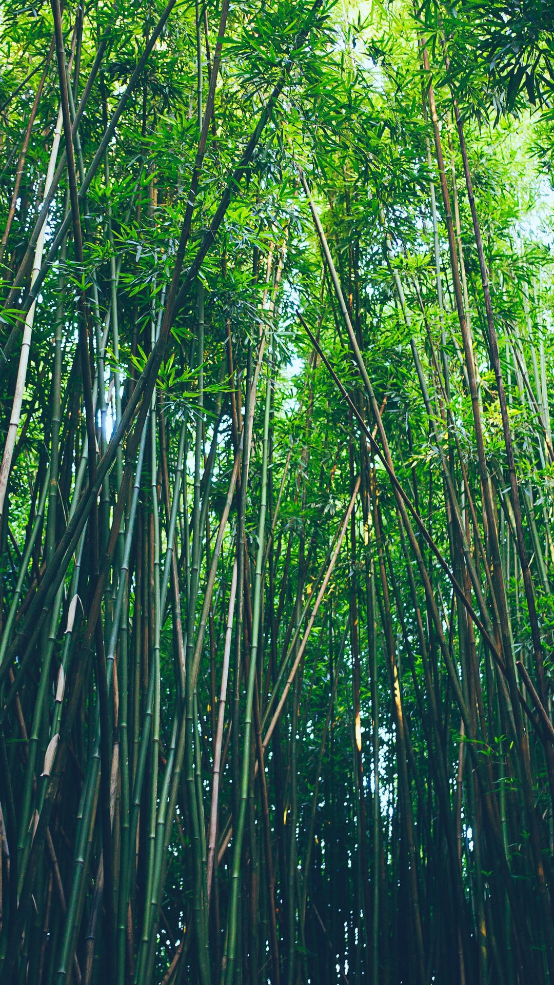 Bosquede Bambú Para Iphone Con Polos Delgados. Fondo de pantalla