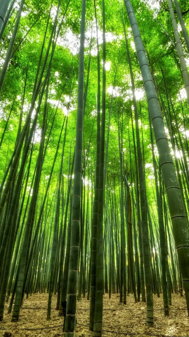 Captionforesta Di Bambù Misteriosa Come Sfondo Per Iphone. Sfondo