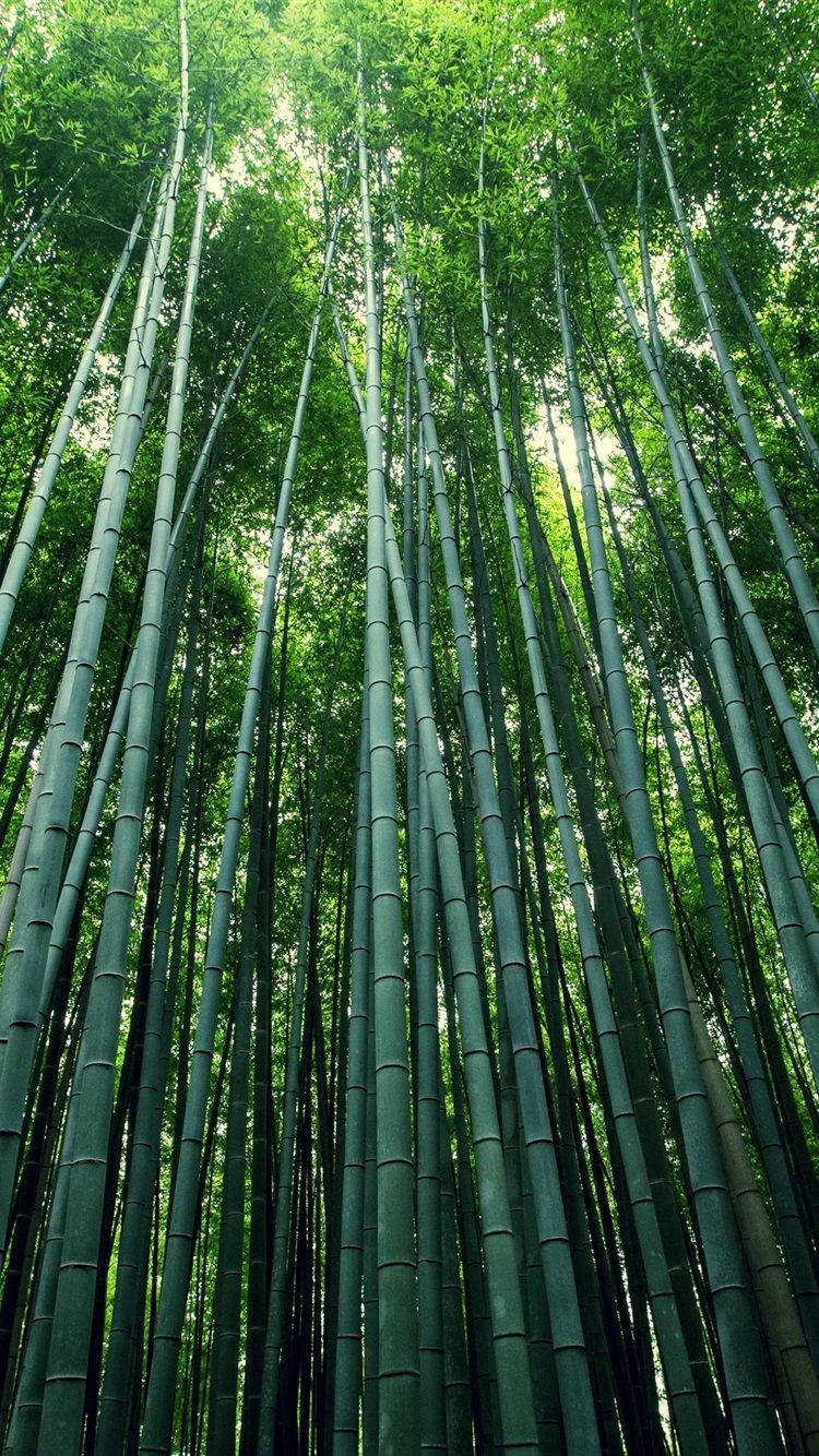 Bosquede Bambú Para Iphone, Con Altos Palos De Árboles. Fondo de pantalla