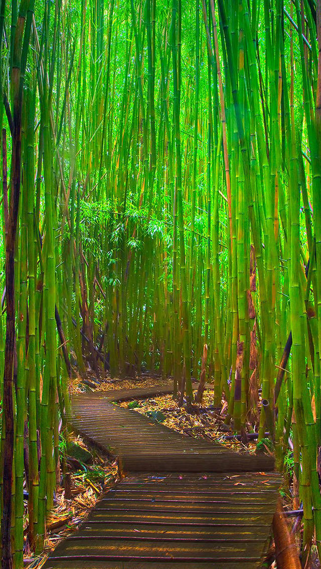 Download Bamboo Forest Iphone With Simple Pathway Wallpaper 