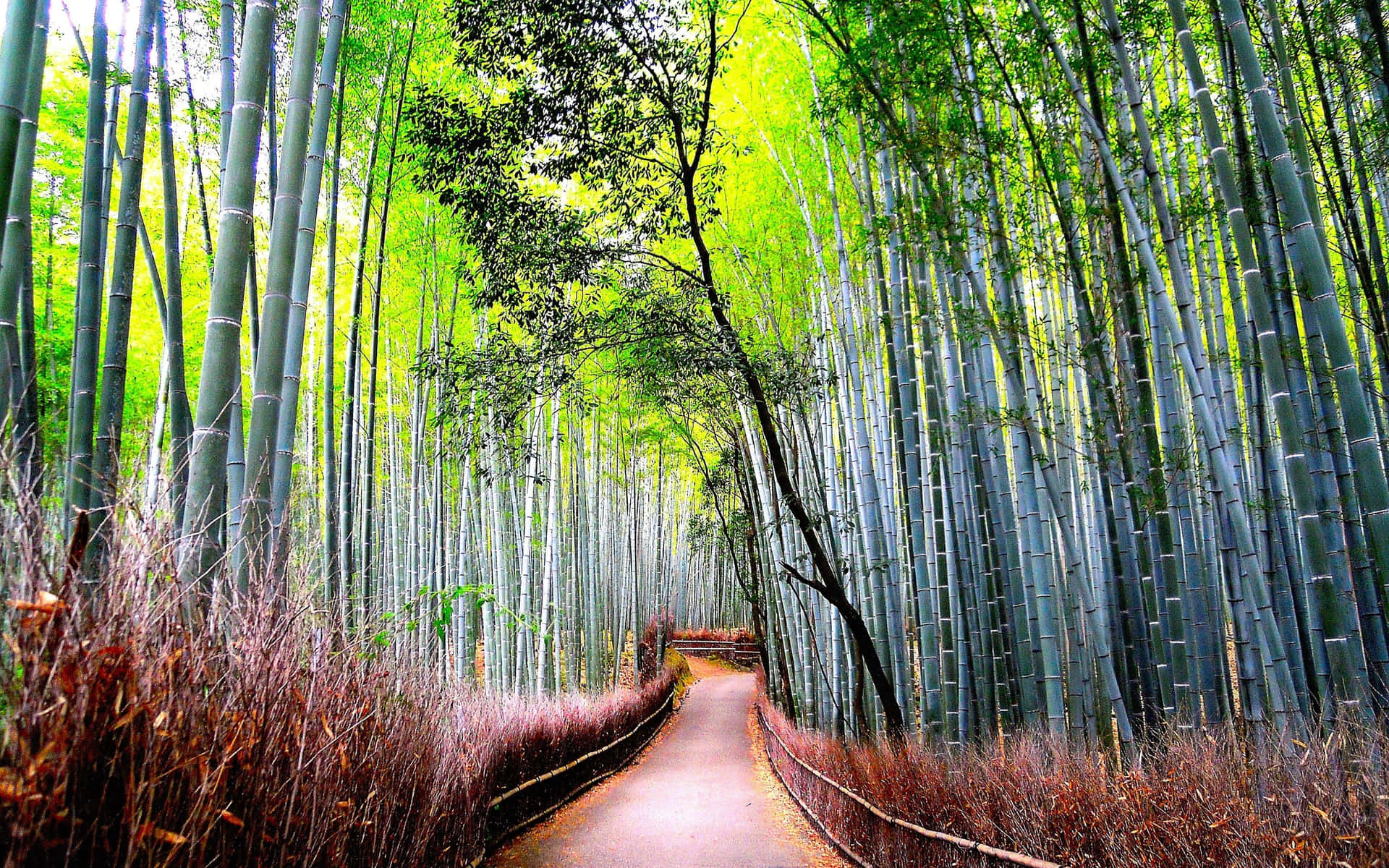 Stradadella Foresta Di Bambù Sfondo