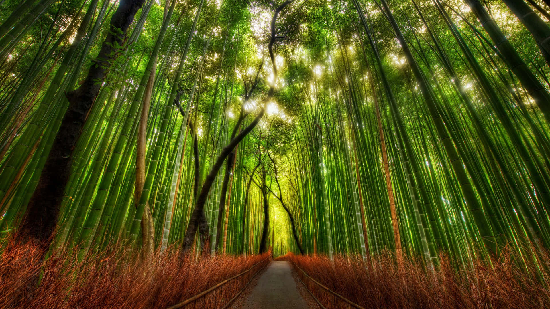 Caminodel Bosque De Bambú Fondo de pantalla