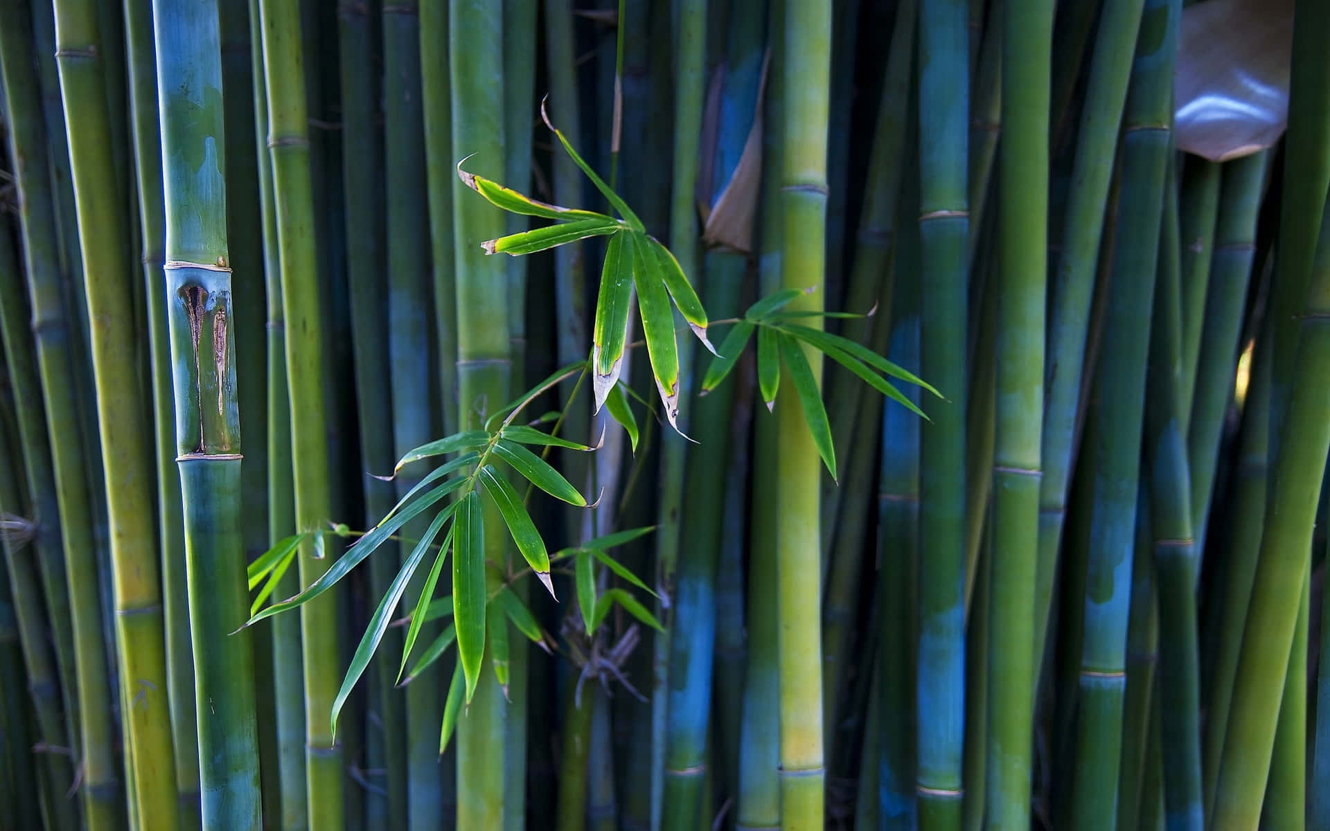 Gå igennem en mystisk bambusskov Wallpaper