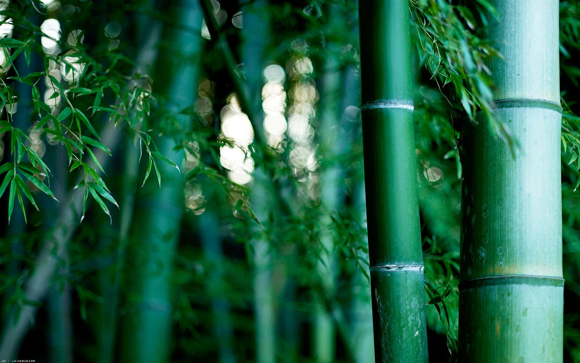 “Naturlige Majestæt: Nyd Roen og Freden i en Bambusskov” Wallpaper