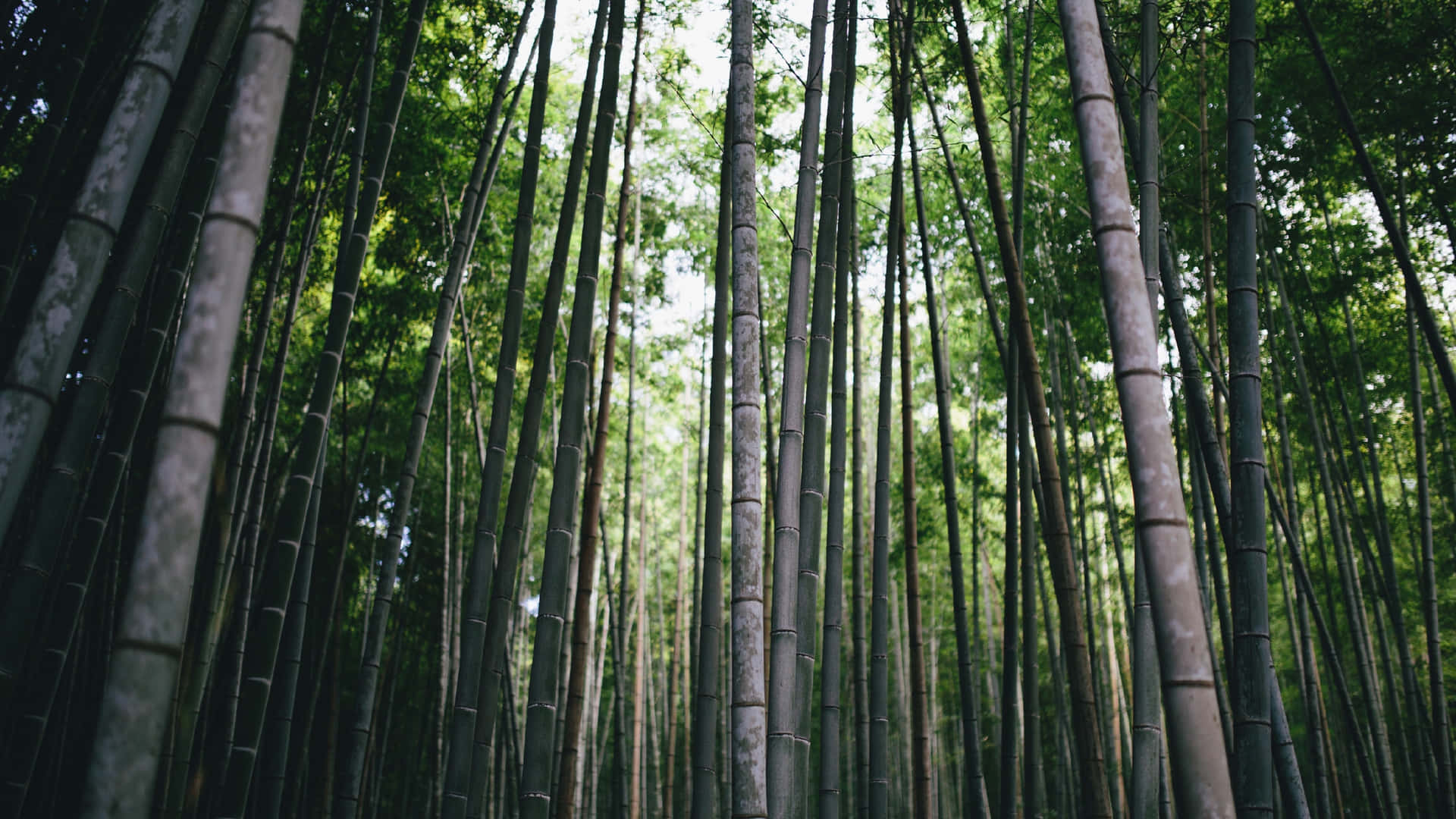 Exuberantebosque De Bambú. Fondo de pantalla