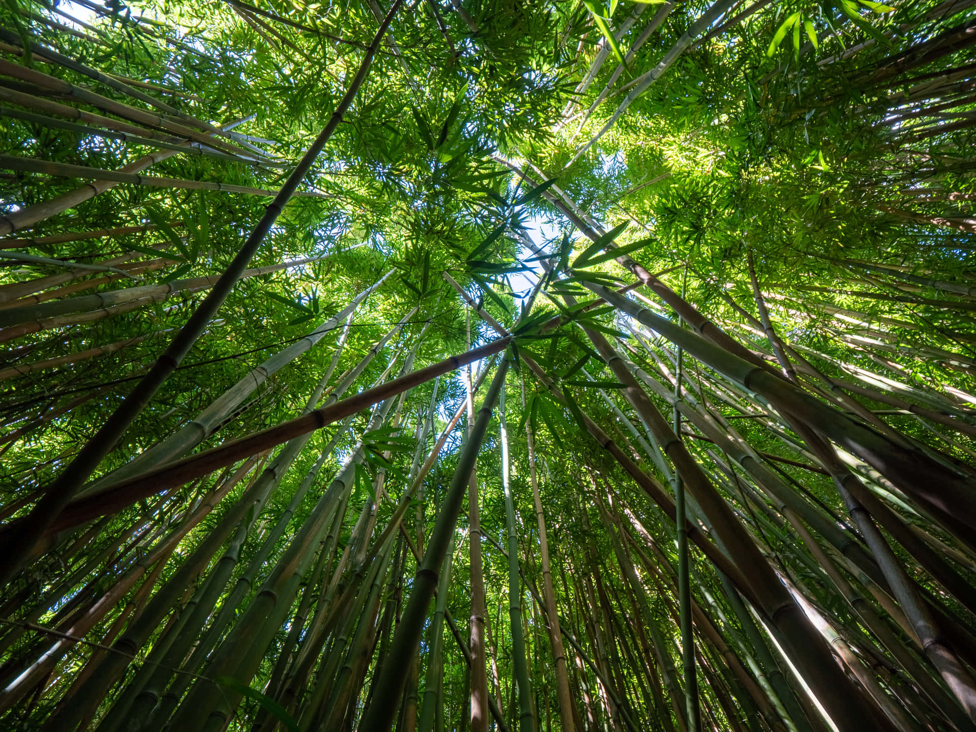 En fredelig bambus skov i Kina. Wallpaper