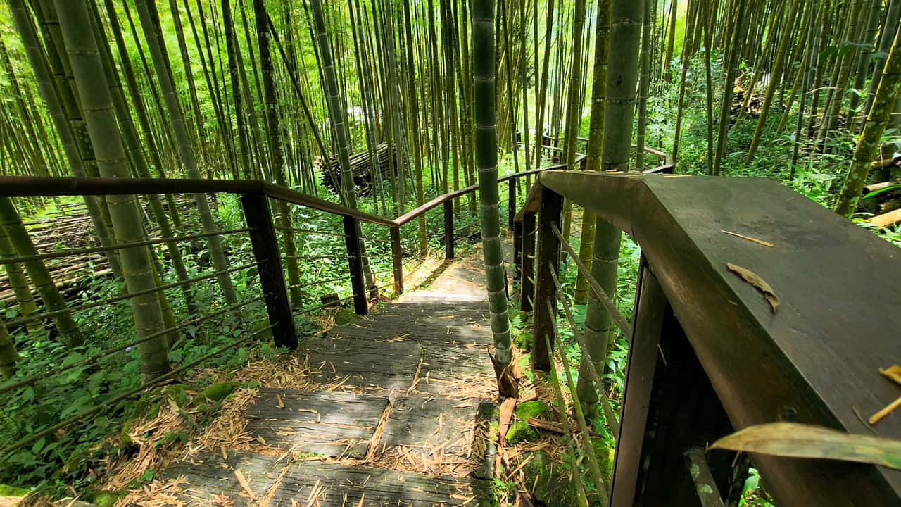 Bamboo Forest Pathway H D Wallpaper