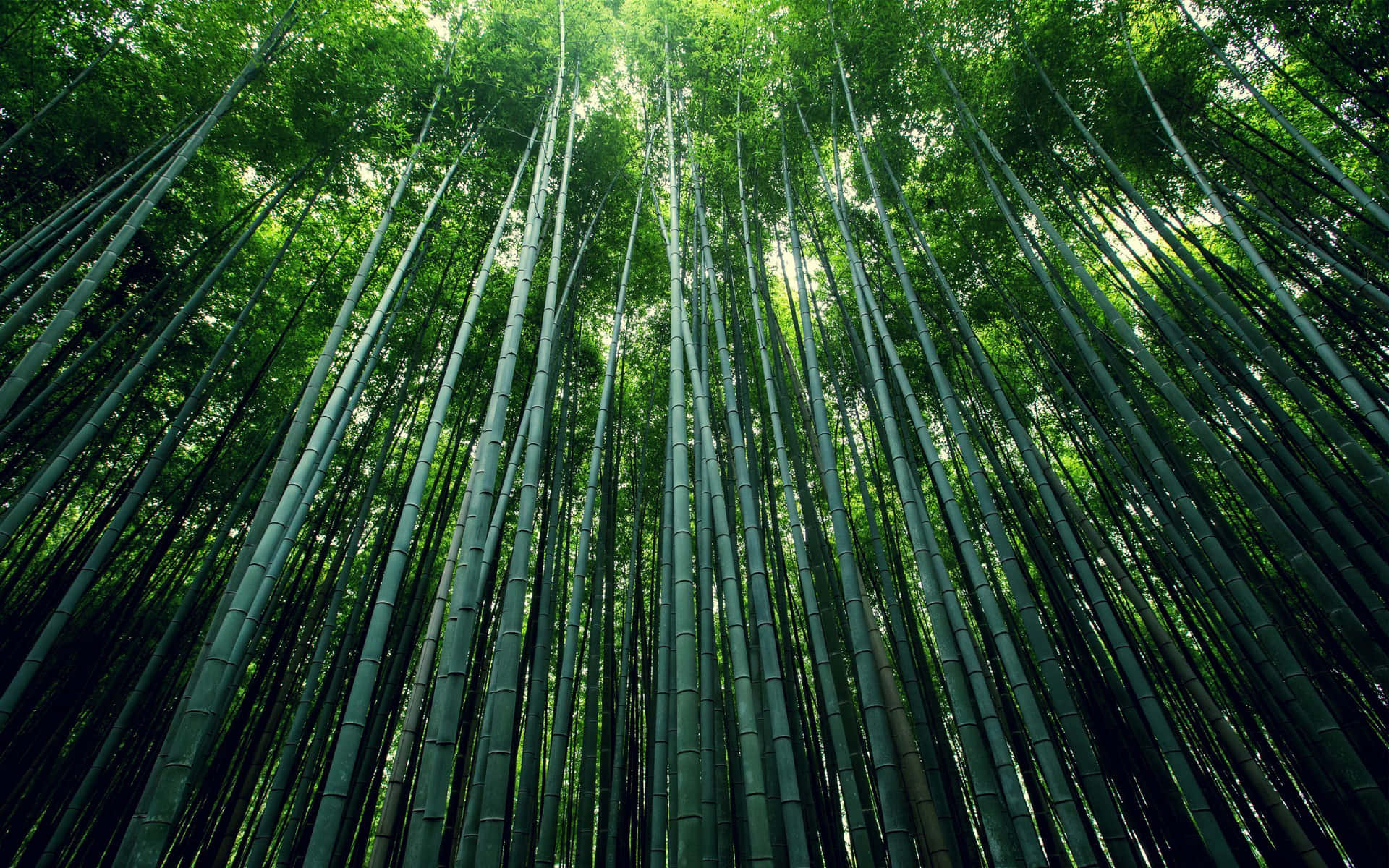 Bosquede Bambú Esmeralda Fondo de pantalla