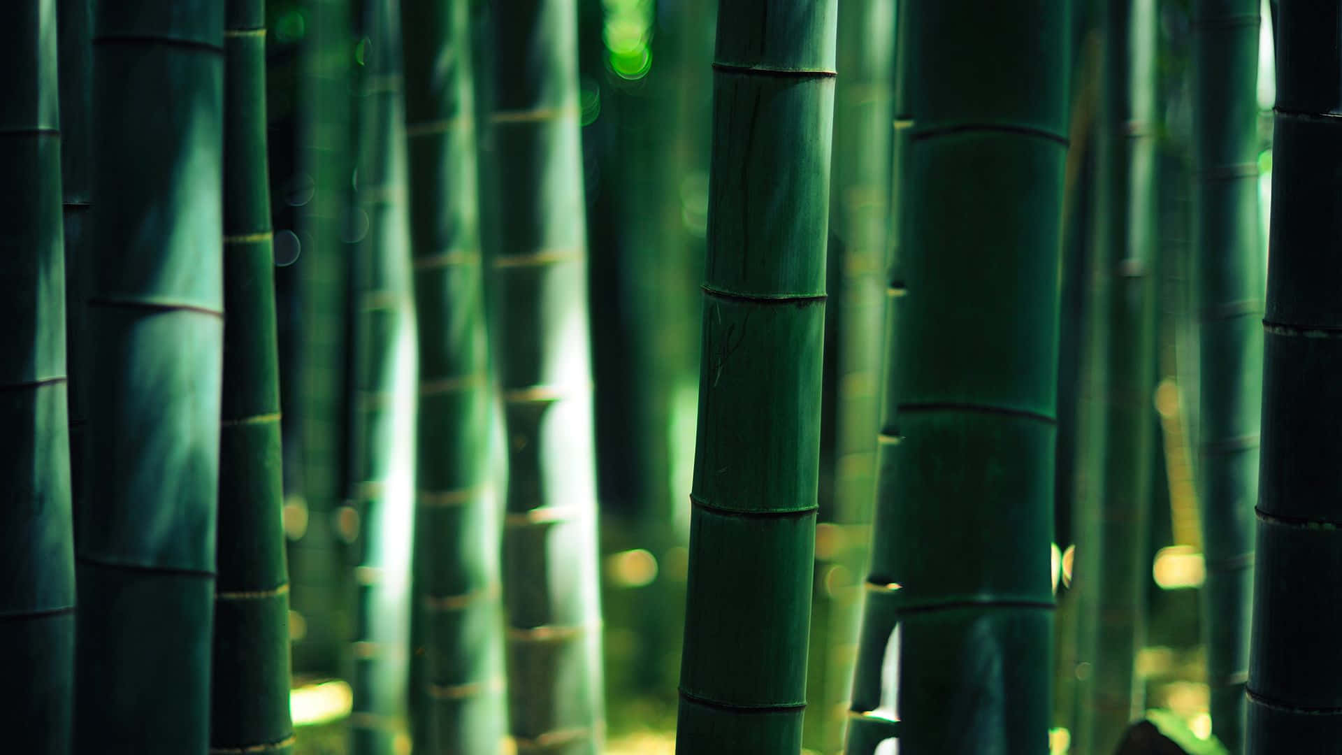 Amaneceren El Bosque De Bambú Fondo de pantalla