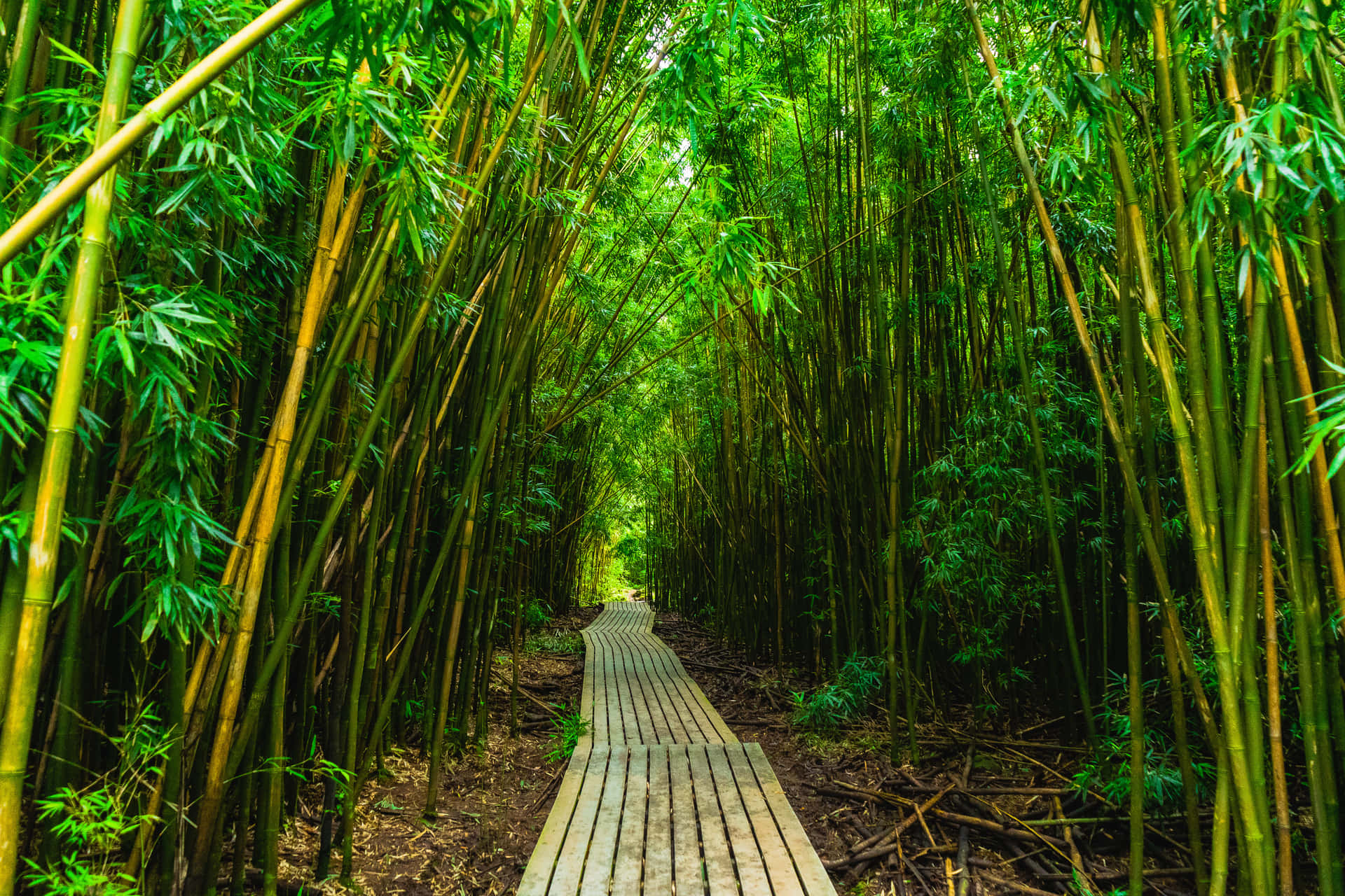 Forestadi Bambù, Sentiero Di Tavole Di Legno Sfondo
