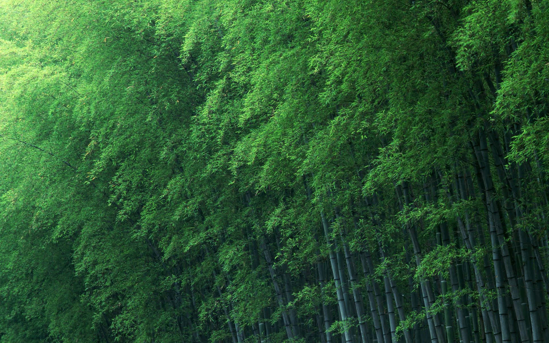 Tag på en fredelig gåtur gennem de luksuriøse bambuskrat af naturen Wallpaper