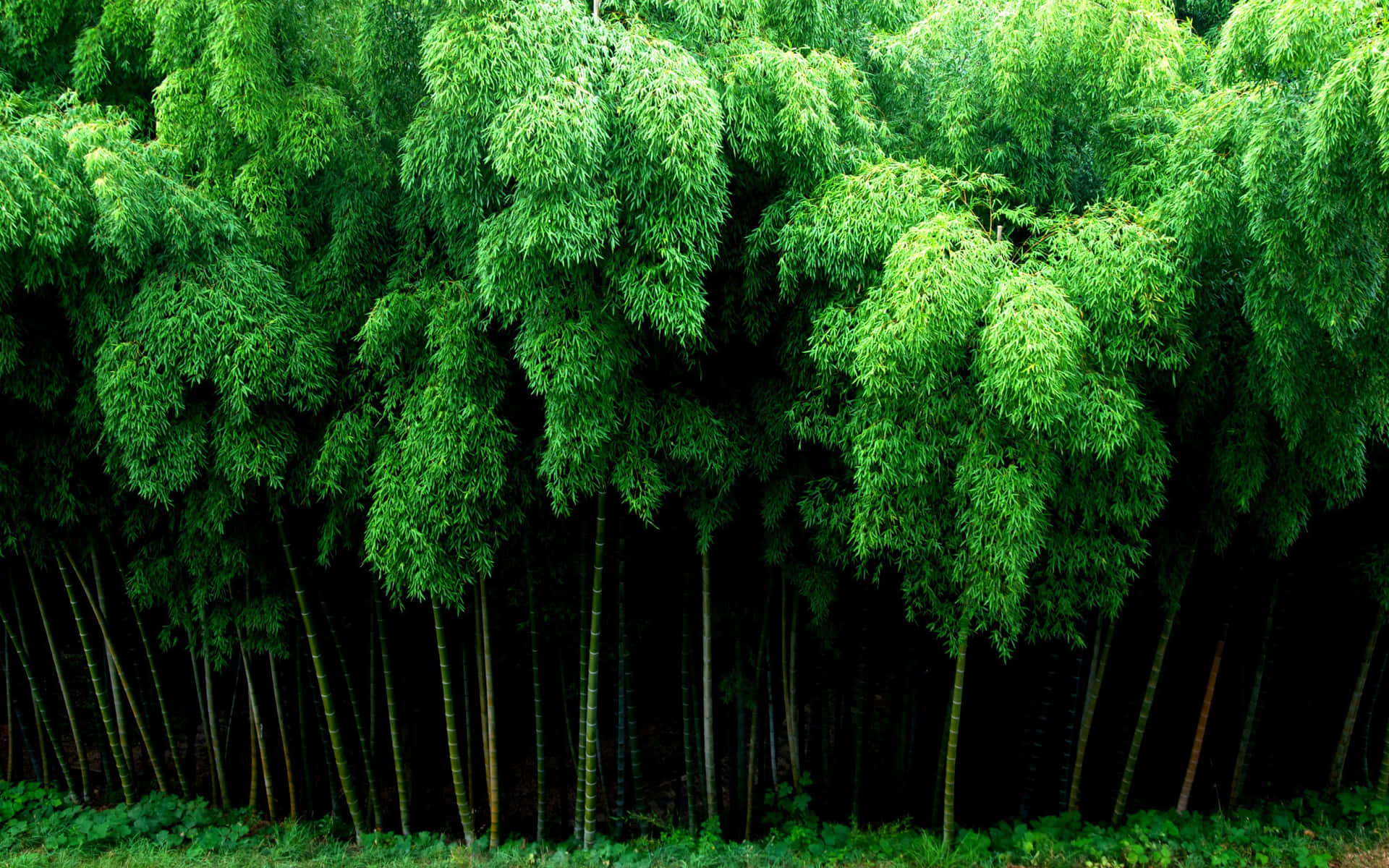 Bosquede Bambú Árboles Frondosos Fondo de pantalla