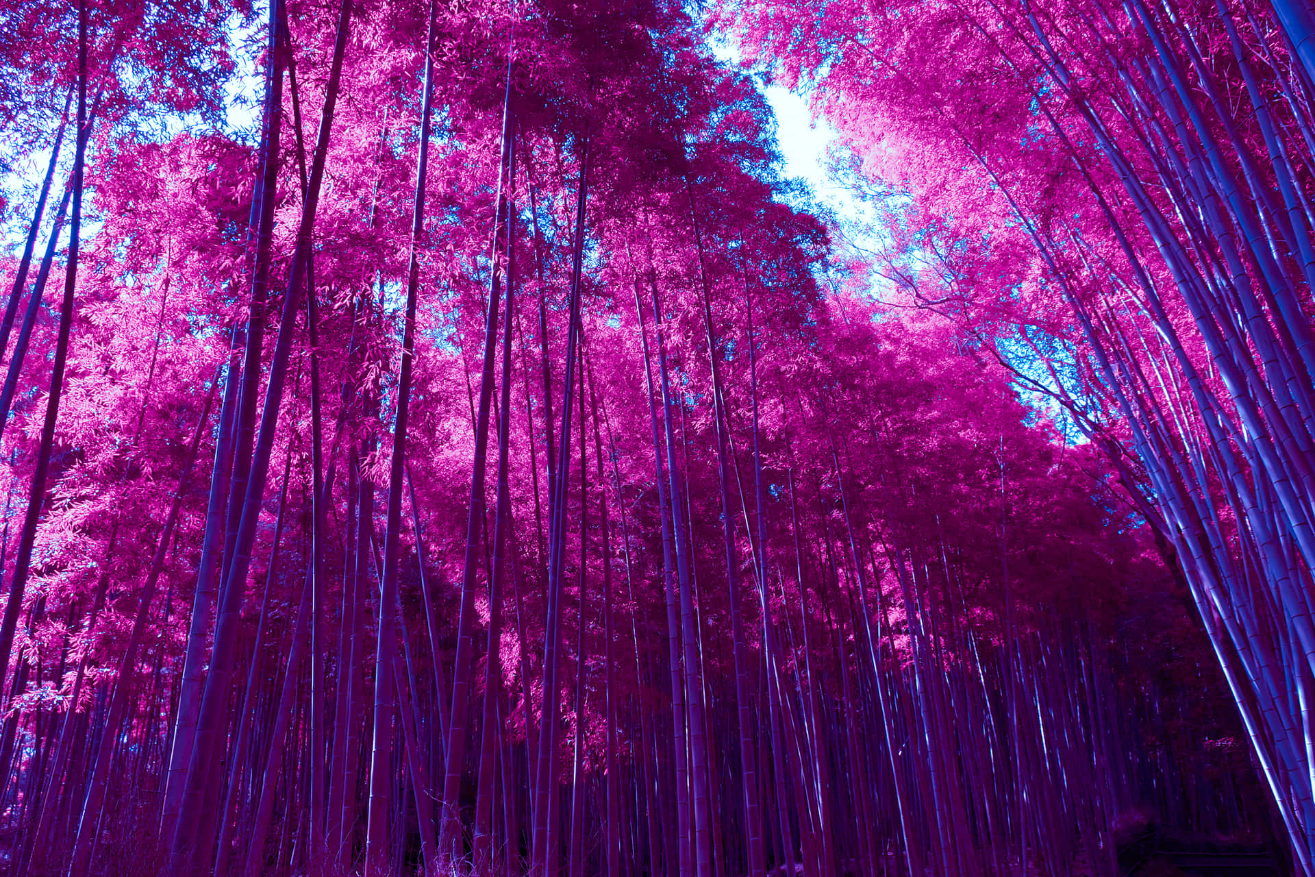 Bosquede Bambú Morado Fondo de pantalla
