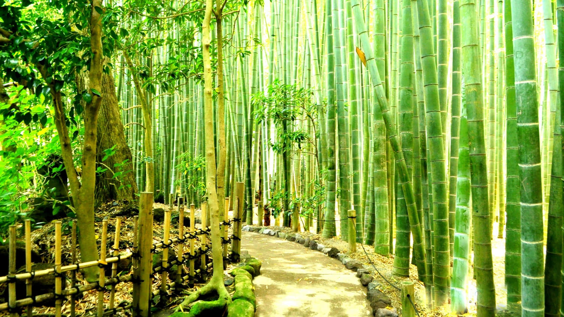 Rutadel Denso Bosque De Bambú. Fondo de pantalla