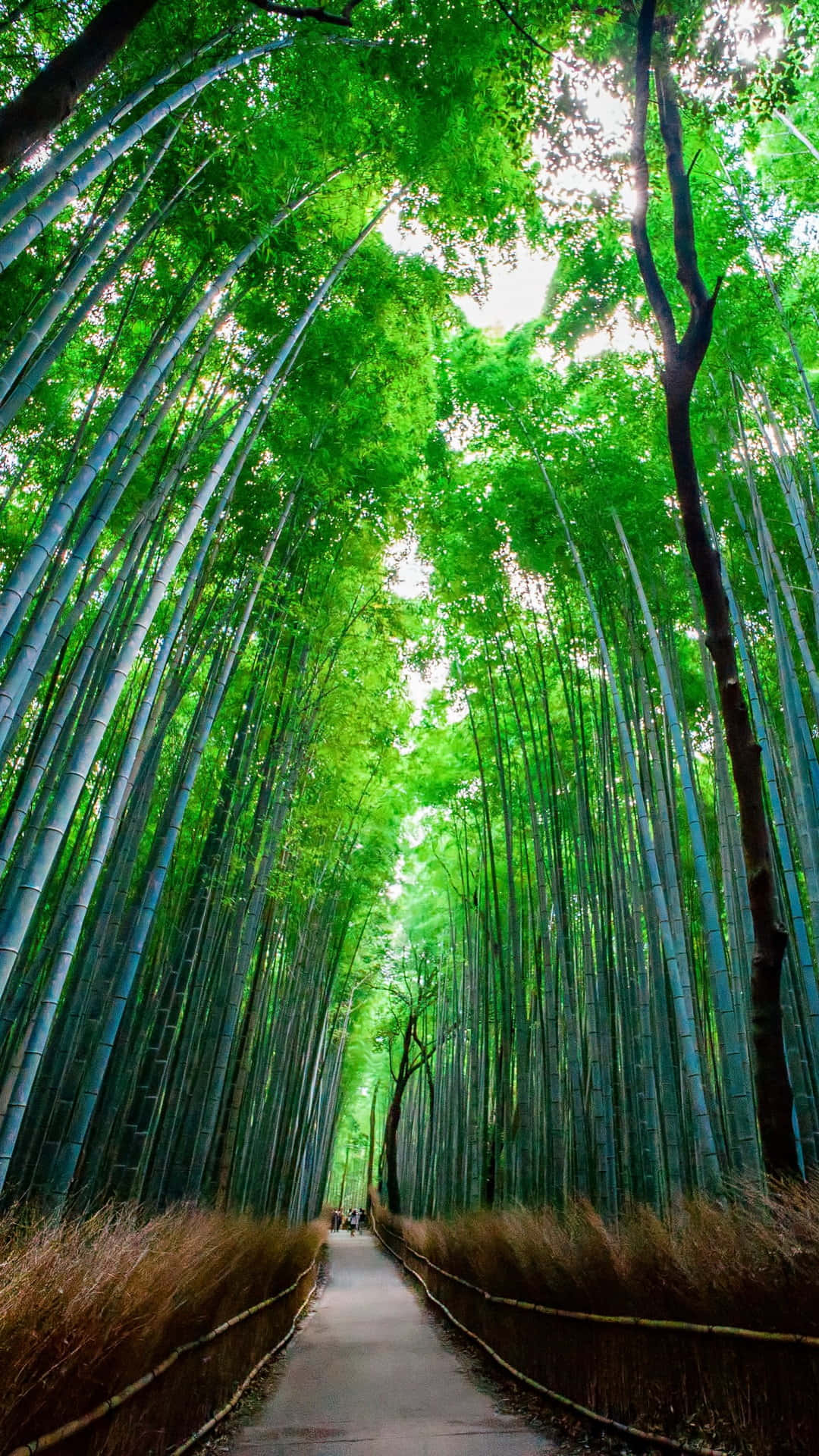 Tomaun Respiro De Aire Fresco En Un Sereno Bosque De Bambú. Fondo de pantalla