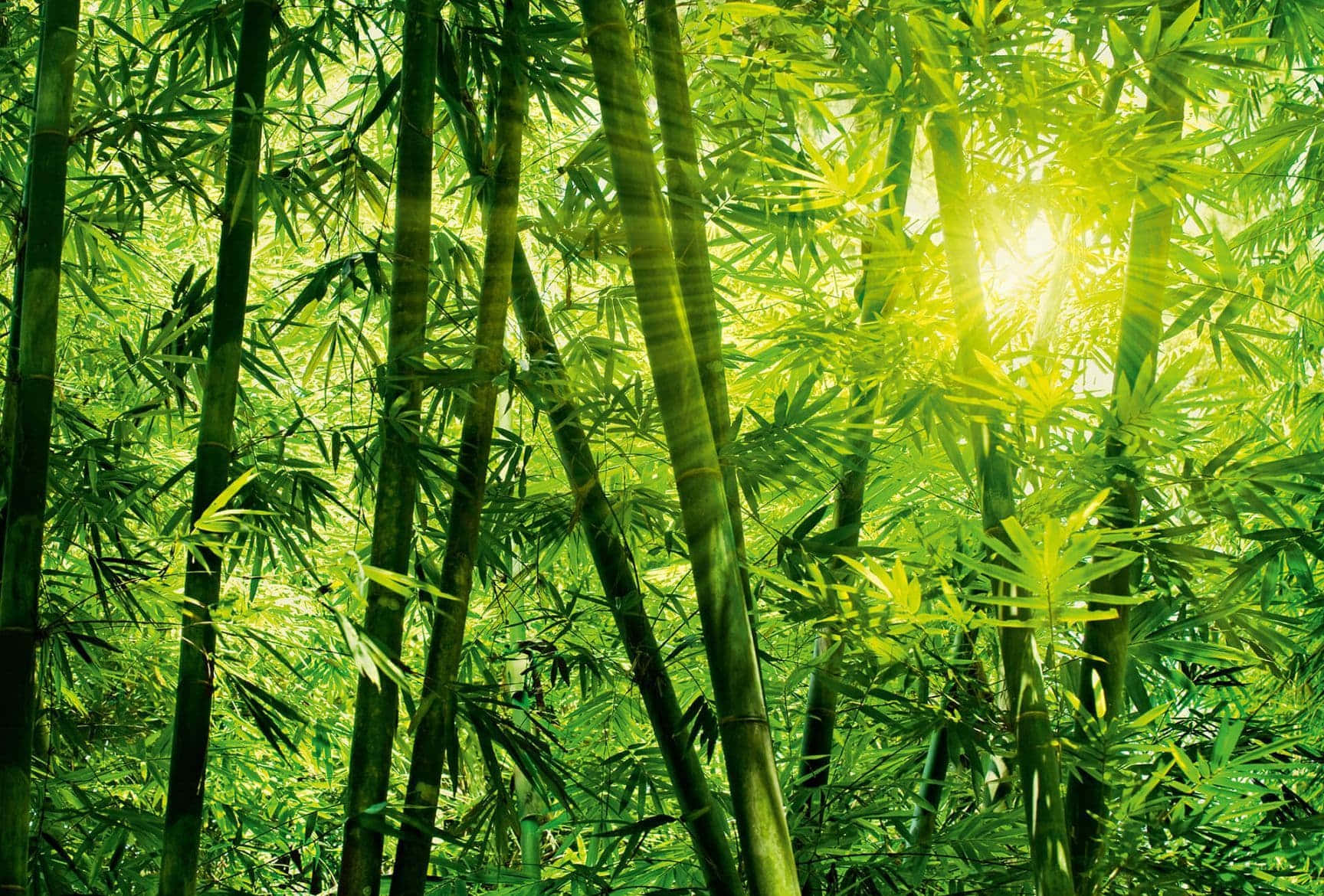 Bambuswaldmit Hellem Sonnenschein Wallpaper
