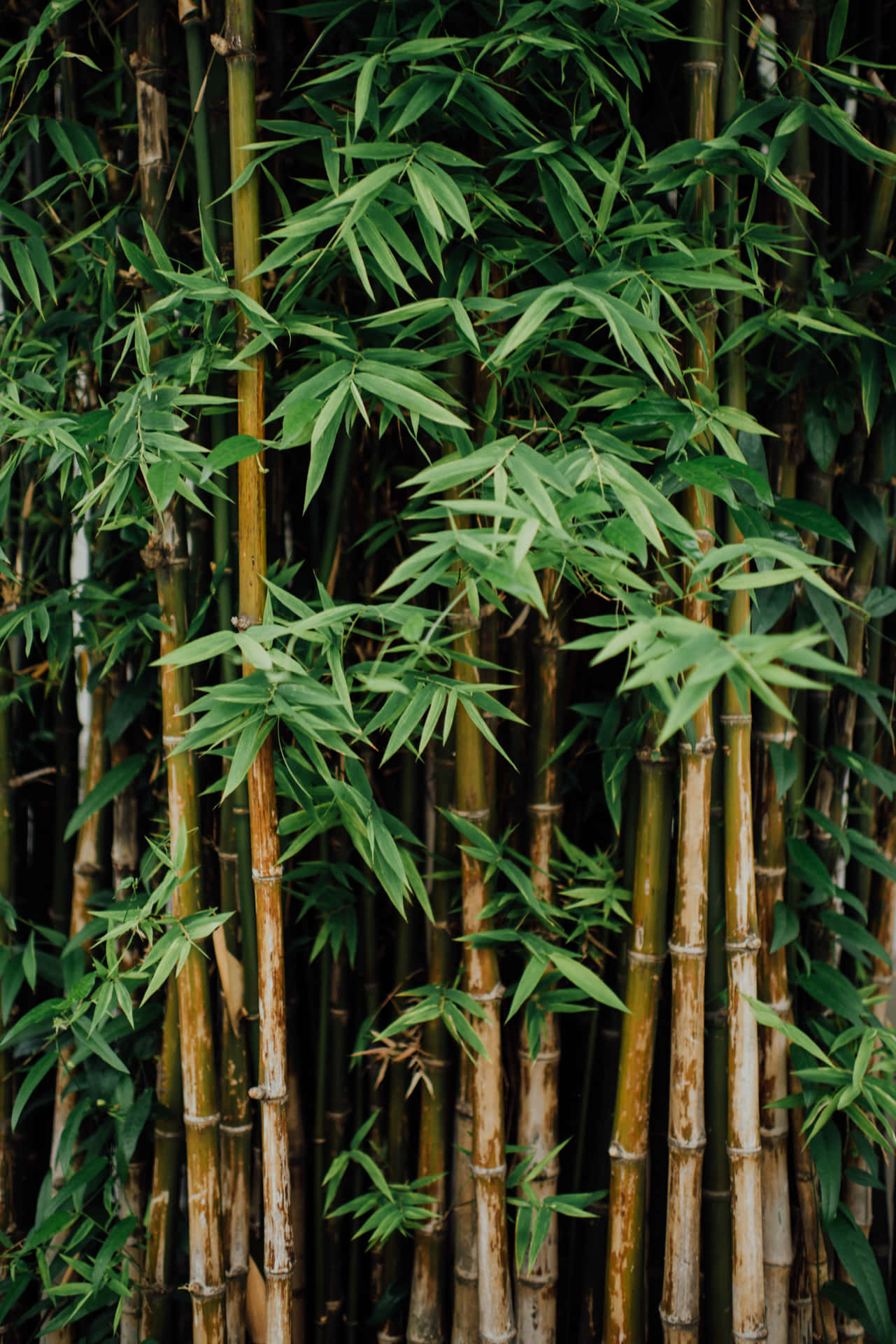 En tæt og rolig bambusskov. Wallpaper