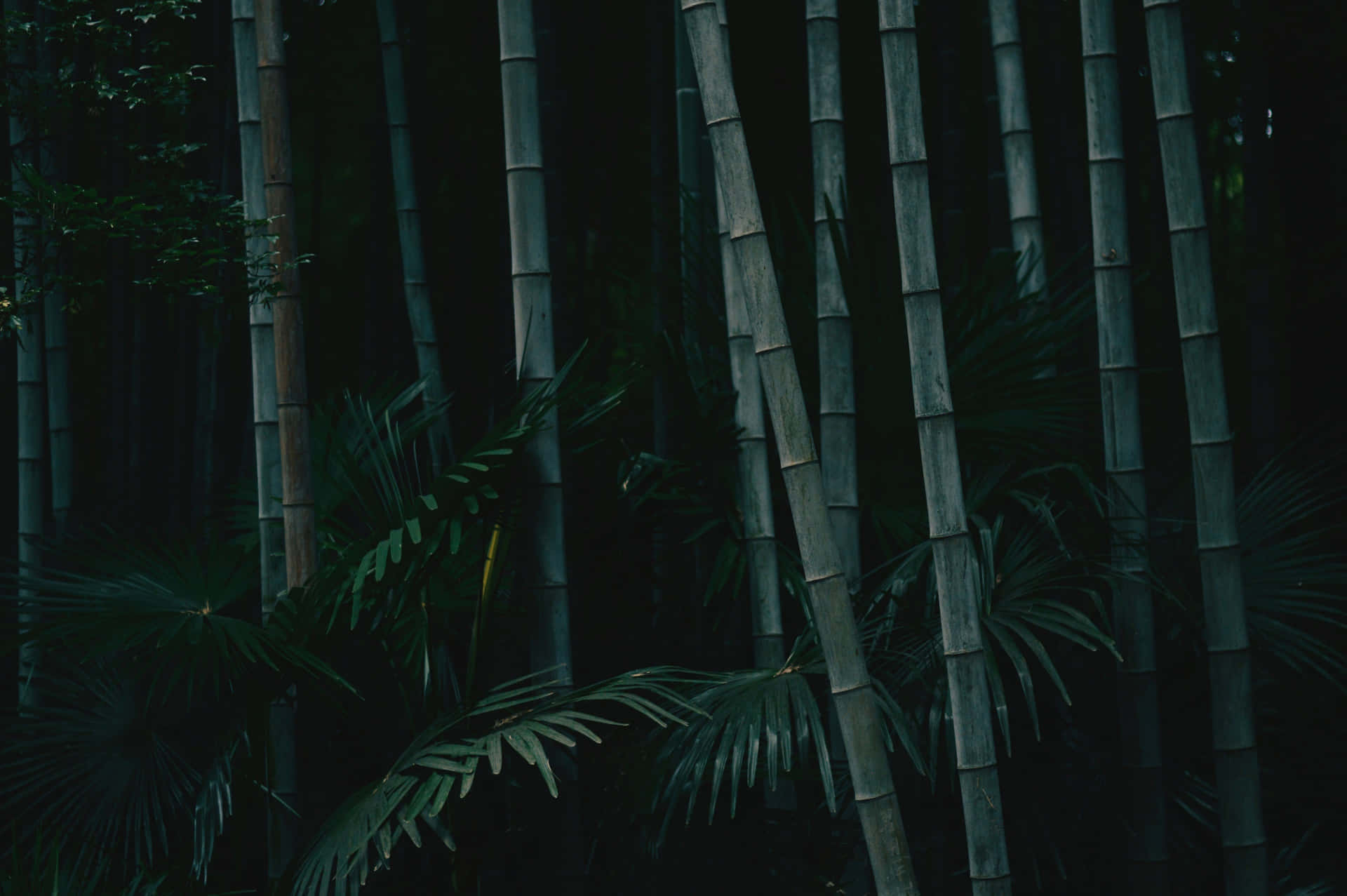 En mand sidder i en bambusskoven Wallpaper
