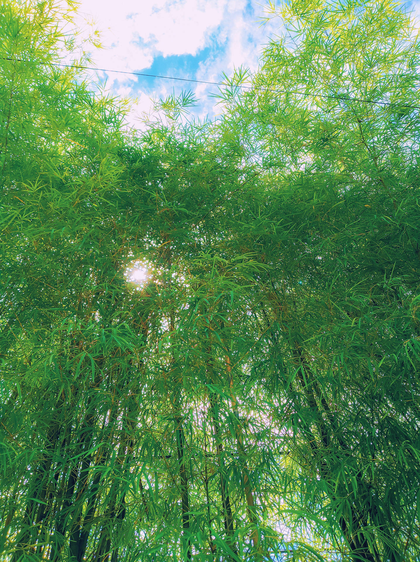 Bamboo Green Aesthetic