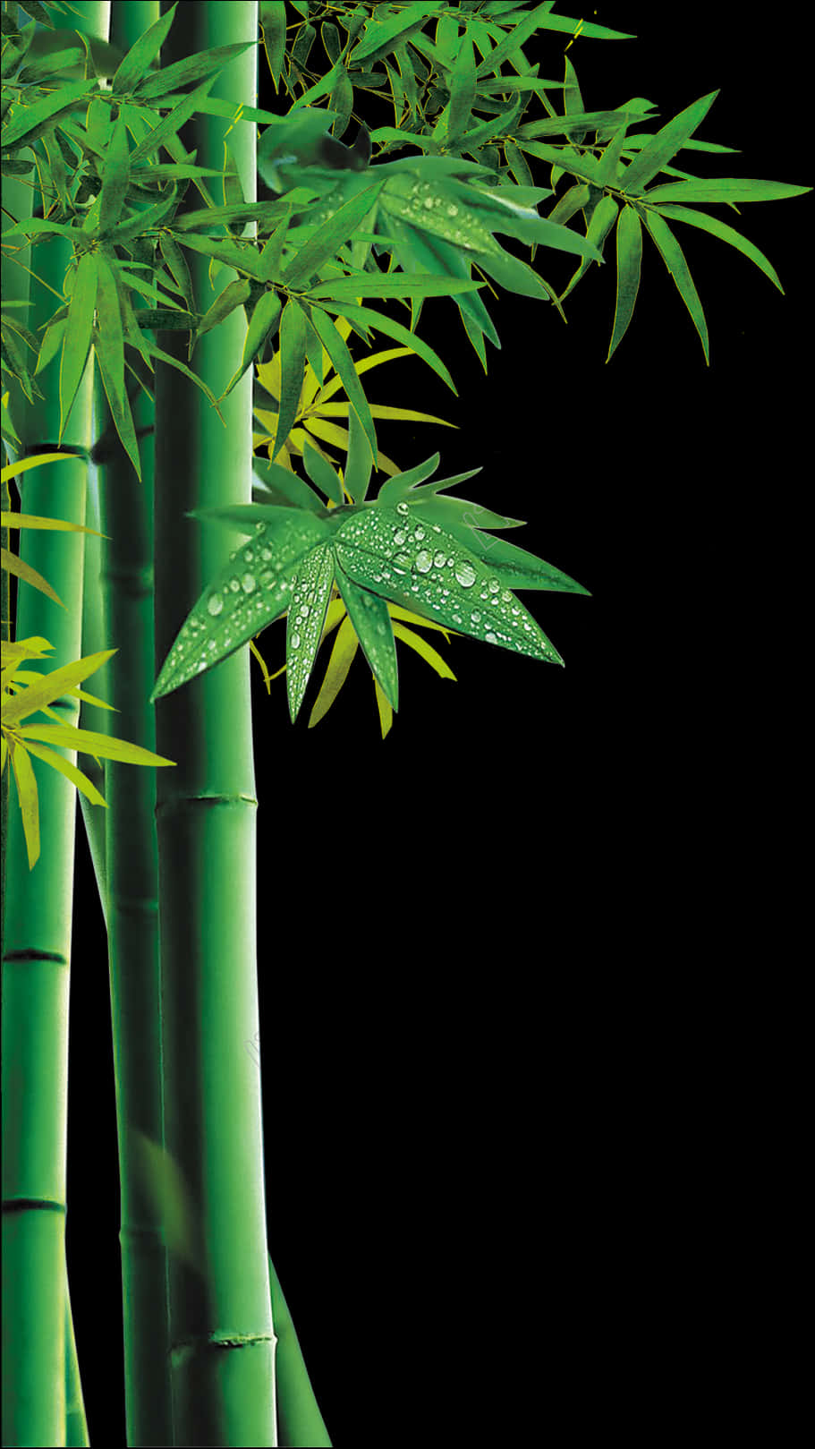 Bamboo Greenery Dewdrops PNG