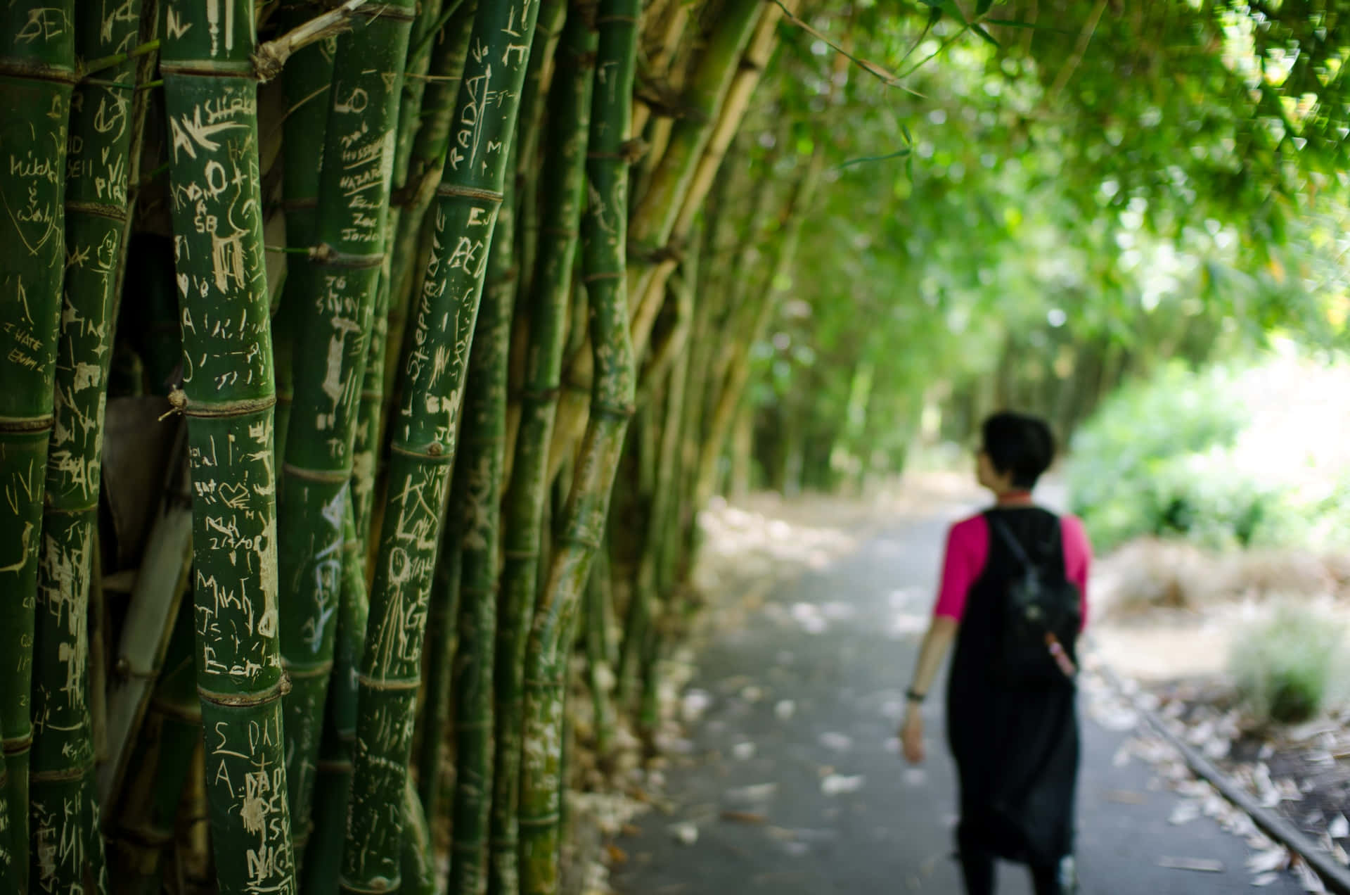 Bamboo Grove Walk Adelaide Botanic Garden Wallpaper