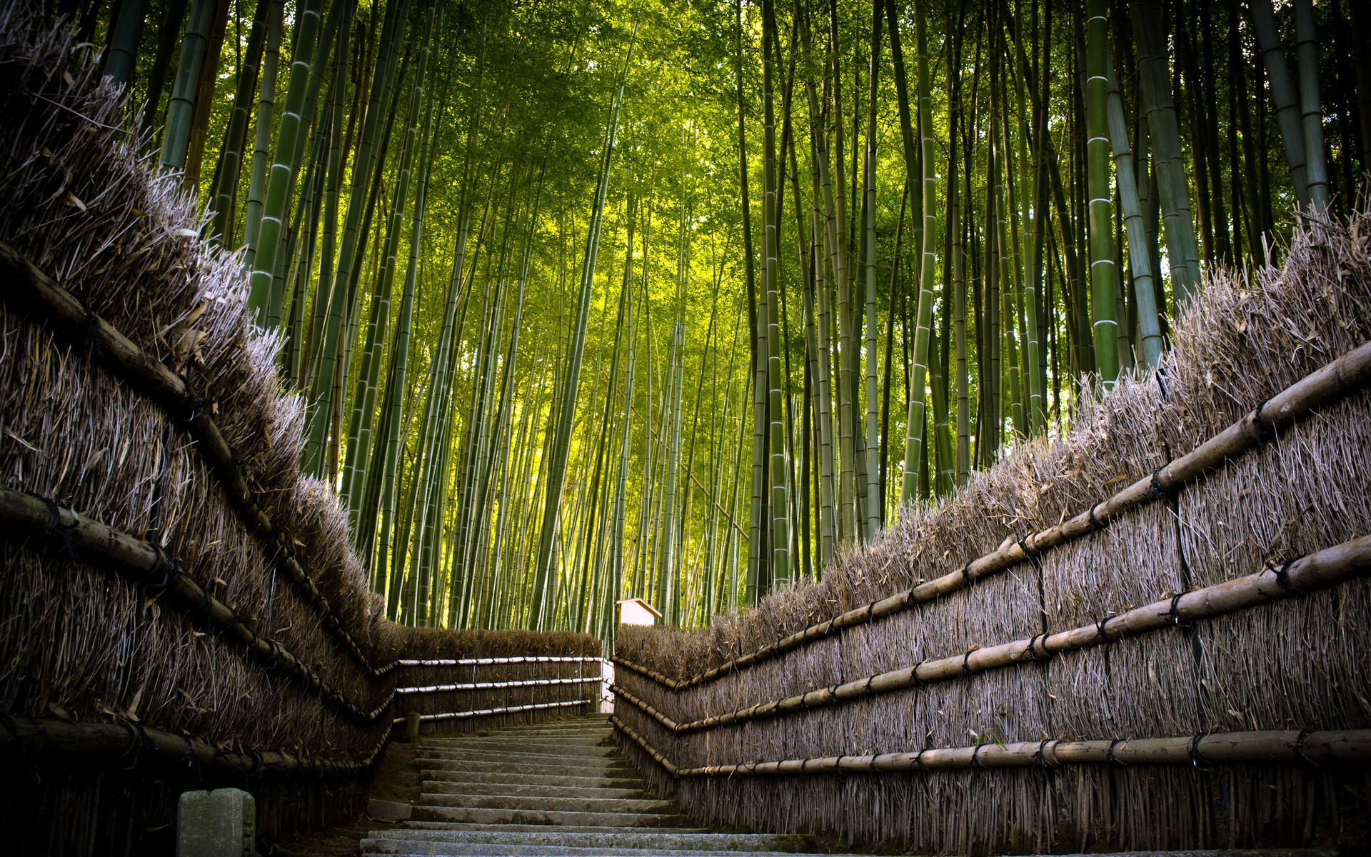 Bamboo Hd Beautiful Forest Park Wallpaper