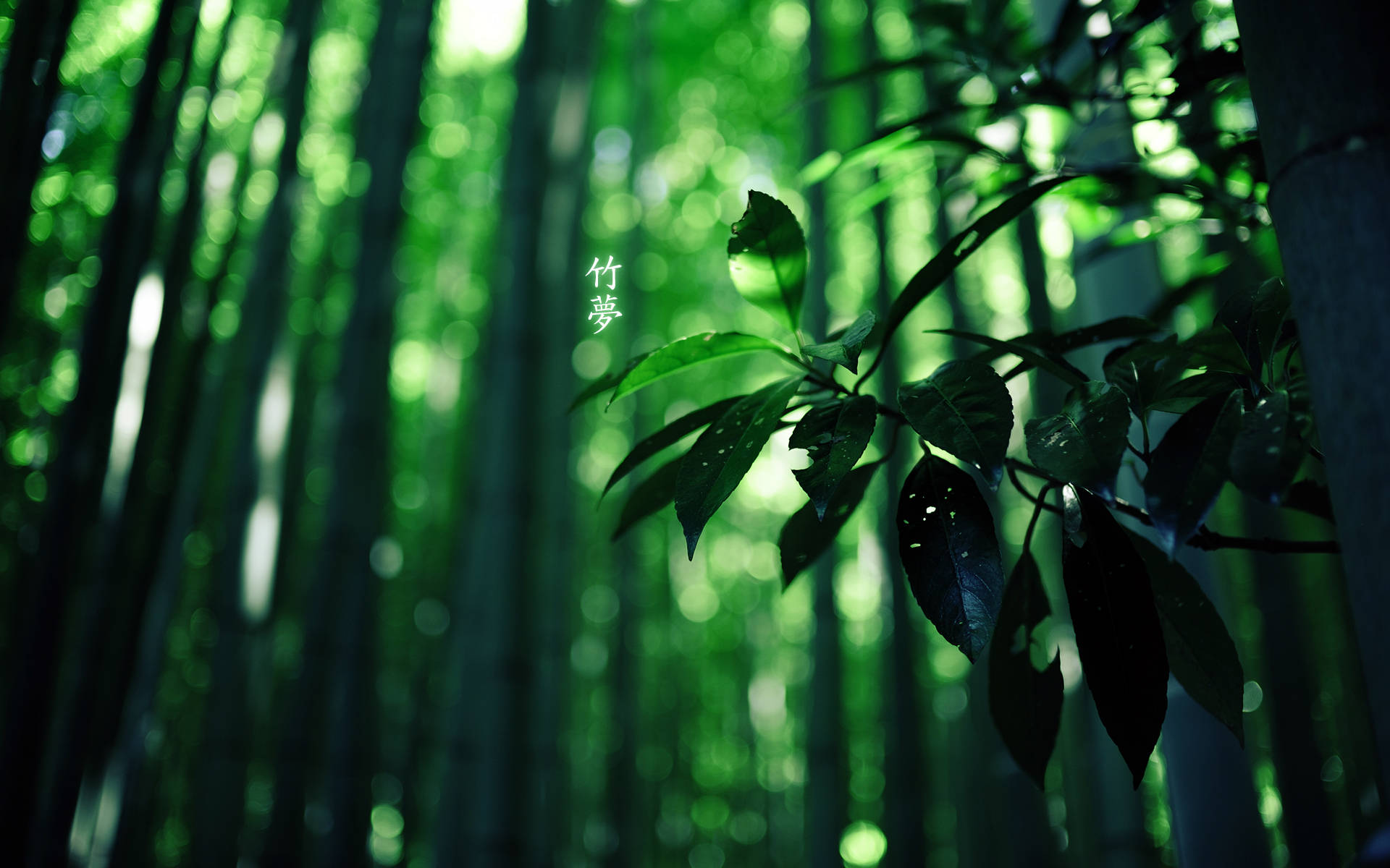 Bamboo Hd Forest