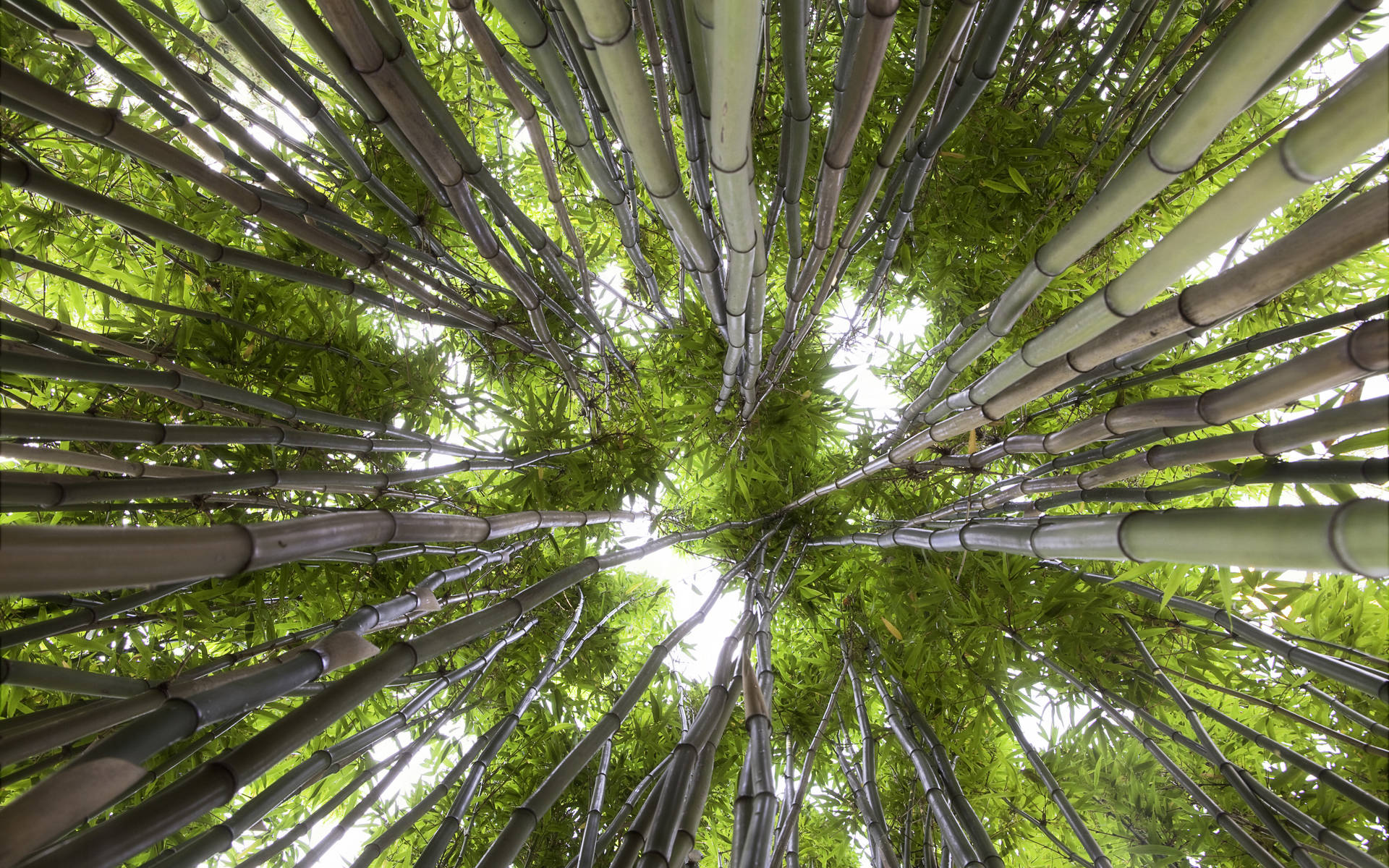 Bamboo Hd Worm's Eye View