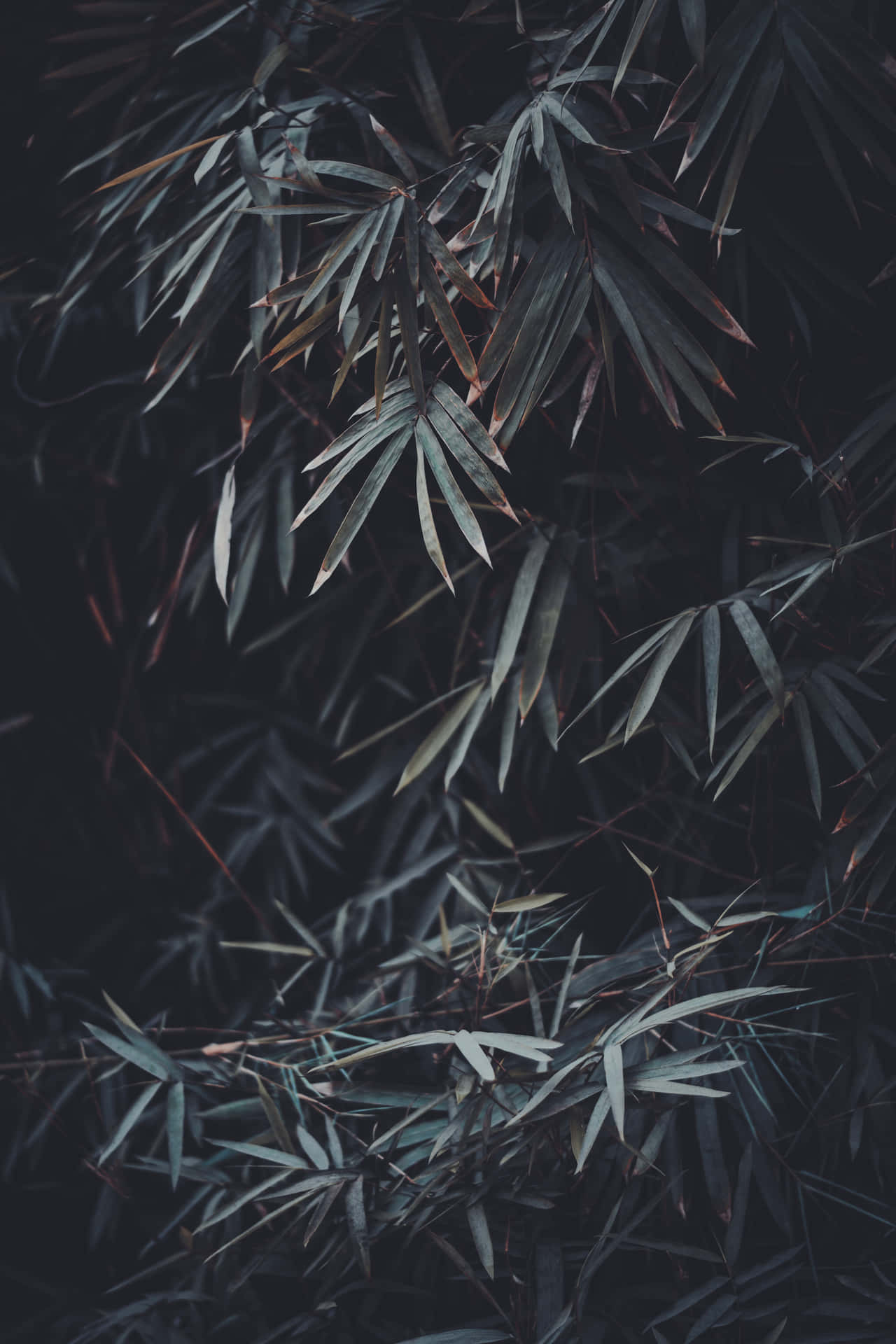 Bamboo Leaves In Moody Tone Wallpaper