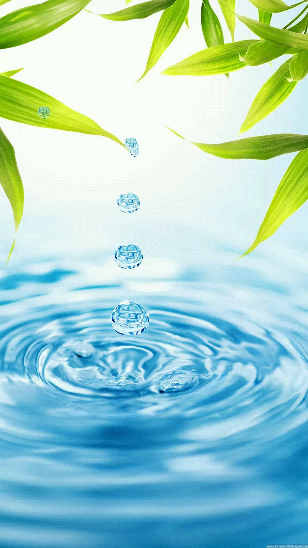 Bamboo Leaves Water Drop IPhone Wallpaper