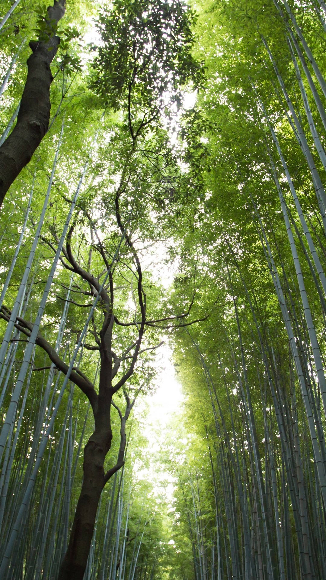 Bambus luksuriøse blade loft IPhone X tapet Wallpaper