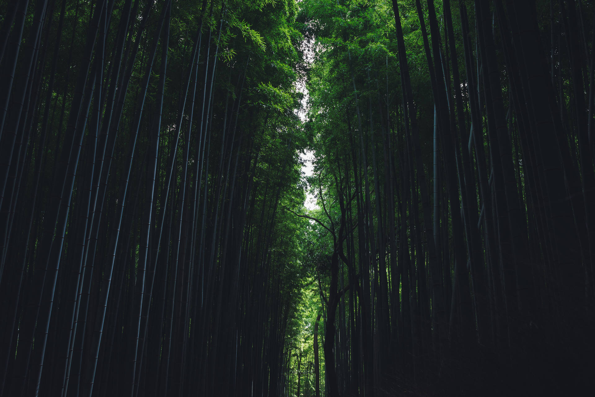Bamboo Pathway In Forest
