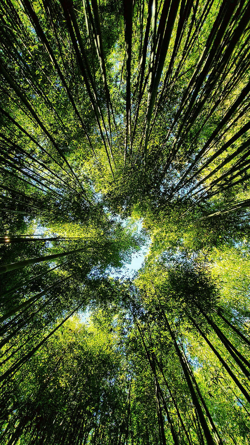 A View Of A Bamboo Forest From The Top Wallpaper