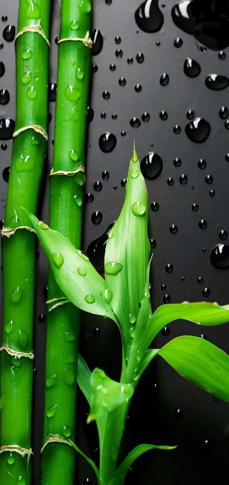 Bambubladmed Vattendroppar På Svart Bakgrund. Wallpaper